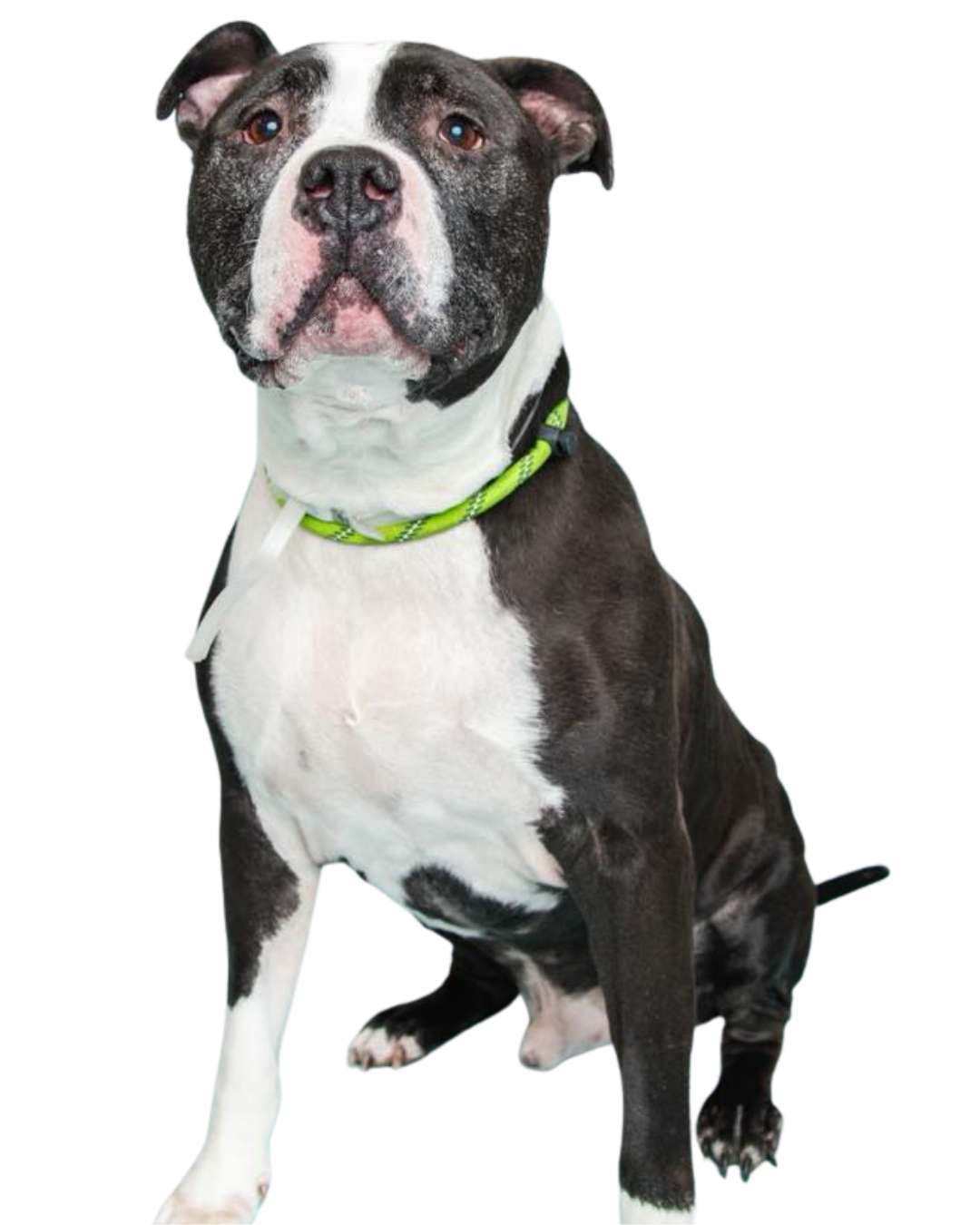 Black and White dog with a green collar looking at the camera | Sevier County Animal Shelter