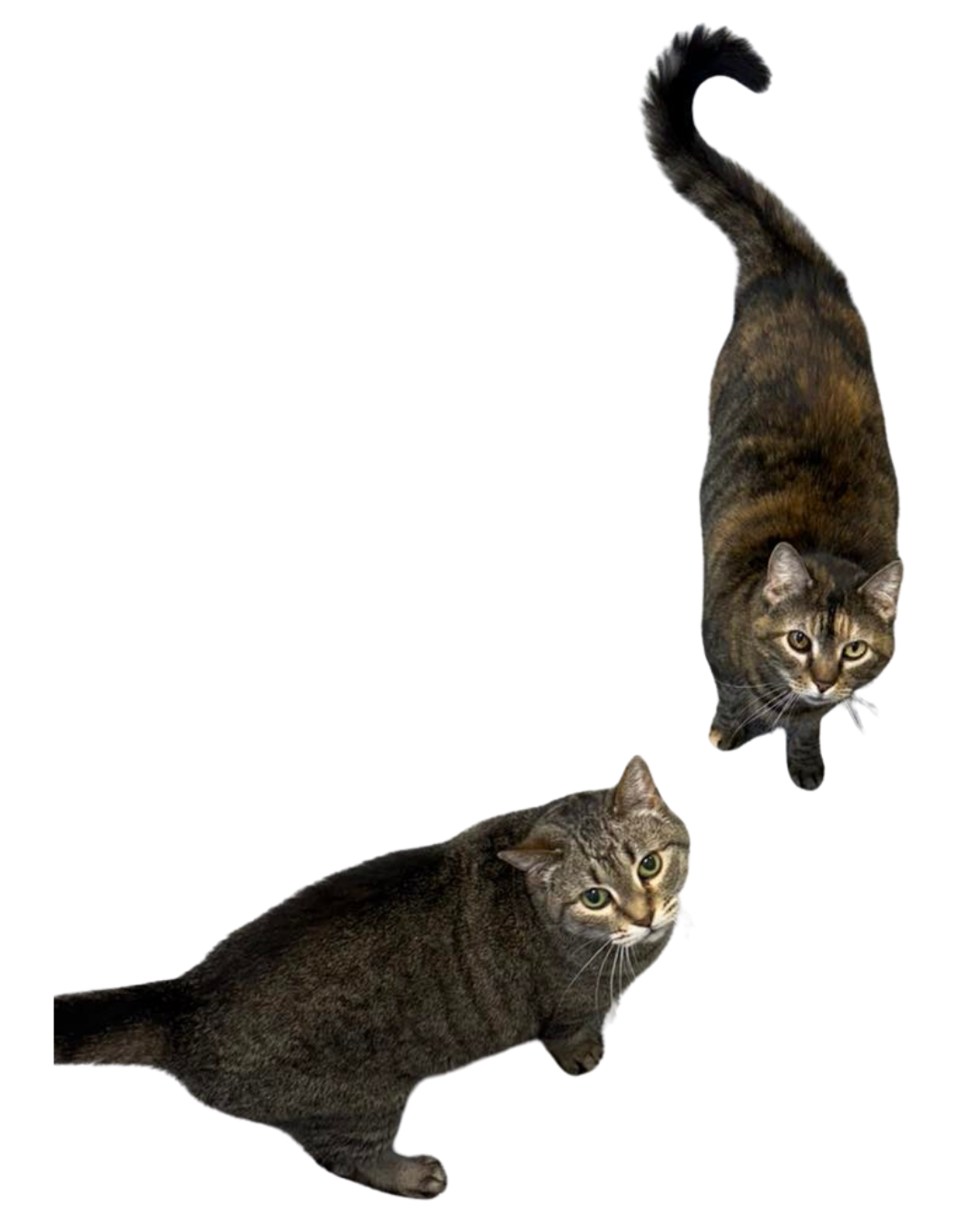 2 cats looking up at the camera from a downward angle. Adopt a cat in Sevier County, TN!