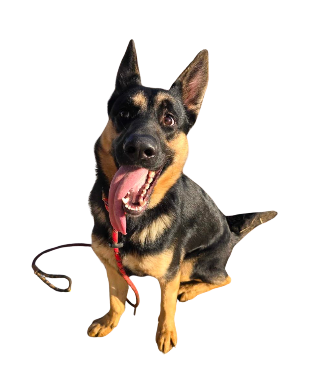 Tan and black dog with its tongue out | Sevier County Animal Shelter