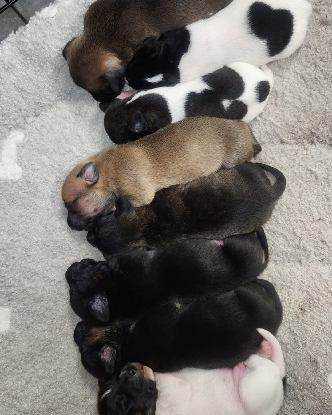 A line of puppies sleeping together on a gray bed. Foster pets in Sevier County, TN.