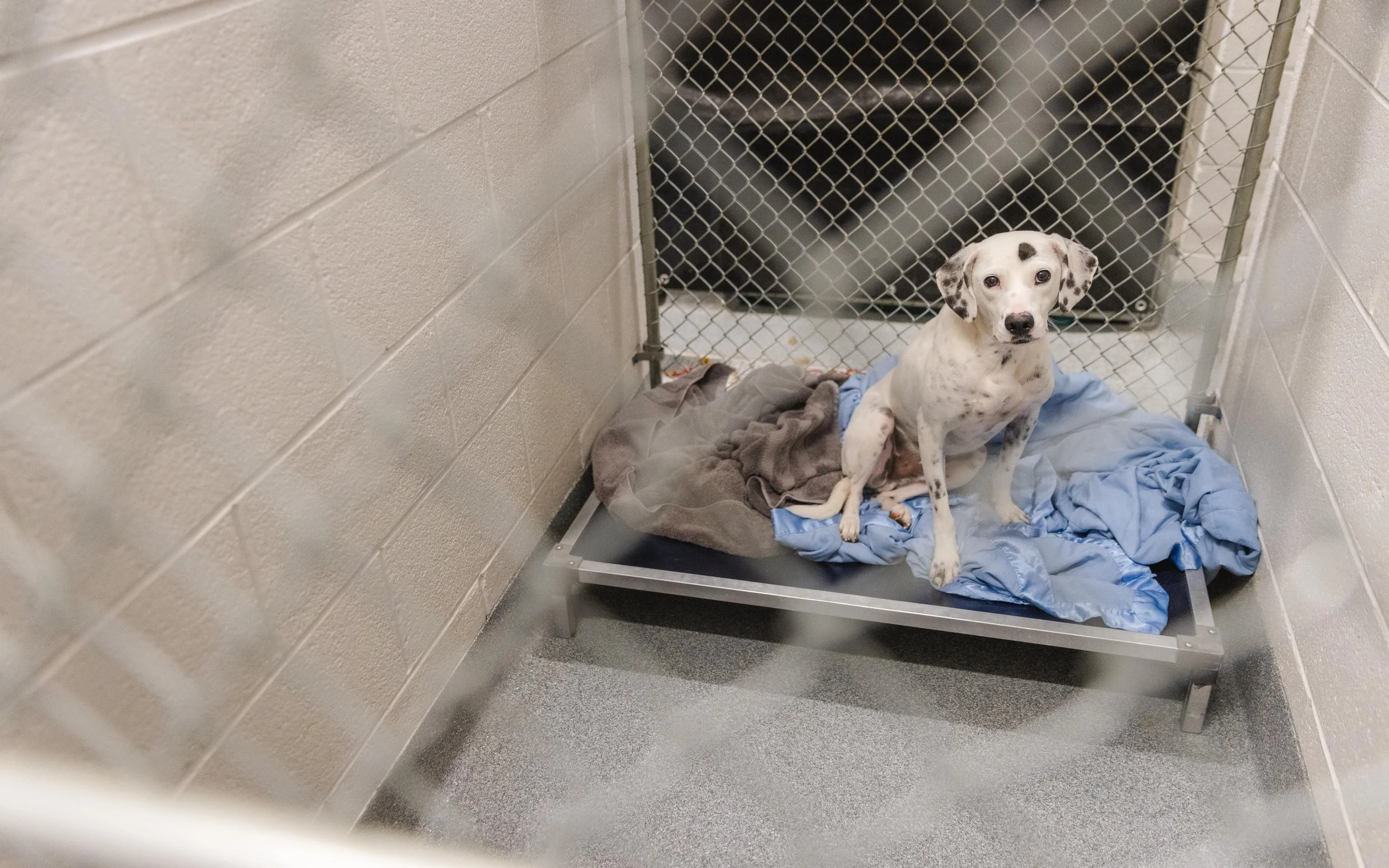 White dog with black spots looking at the camera sitting on a dog bed in a kennel. Adopt a dog in Sevier County, TN at Sevier County Animal Shelter.