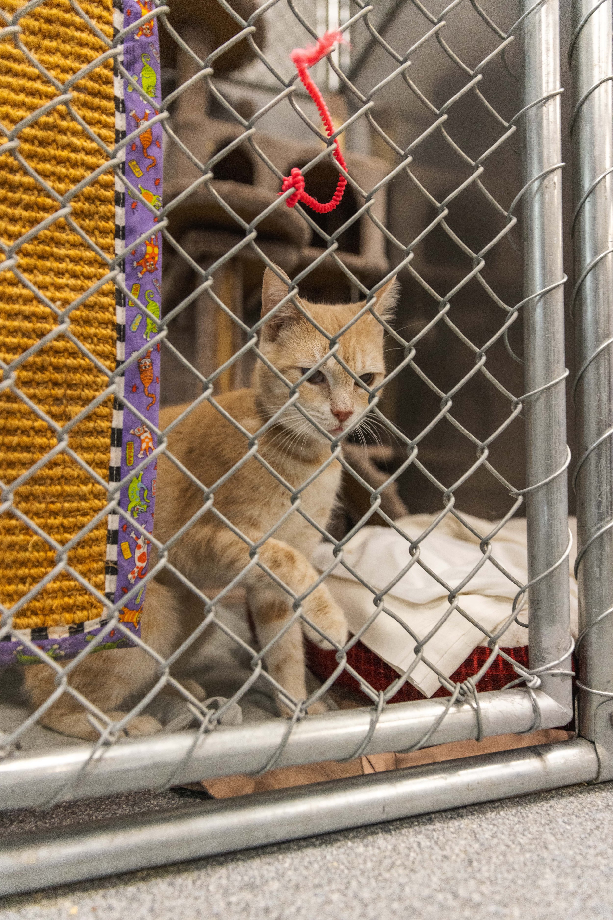 Orange cat in a kennel at Sevier County Animal Shelter. Adopt a cat in Sevier County, TN.