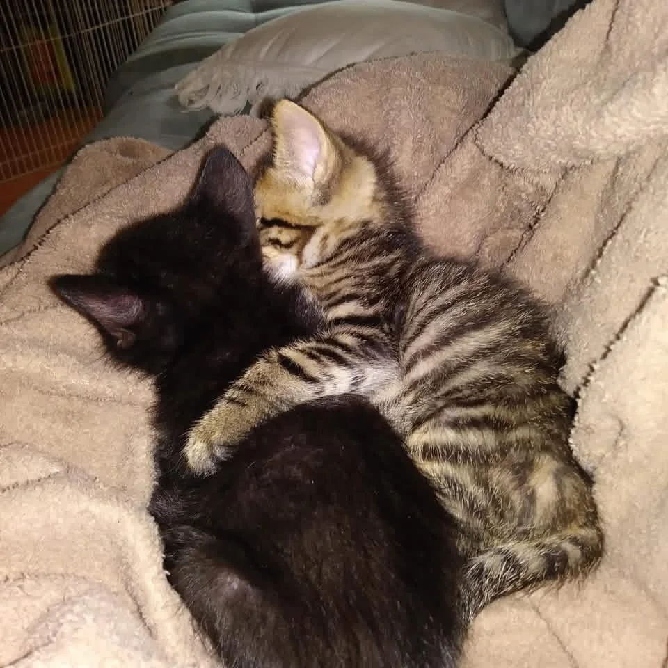 Pet Microchip in Sevierville, TN: A Simple Step That Can Bring Your Pet Home