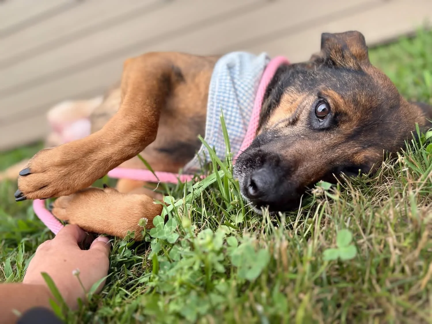 Rehoming Your Pet in East Tennessee: Support, Resources, and Next Steps