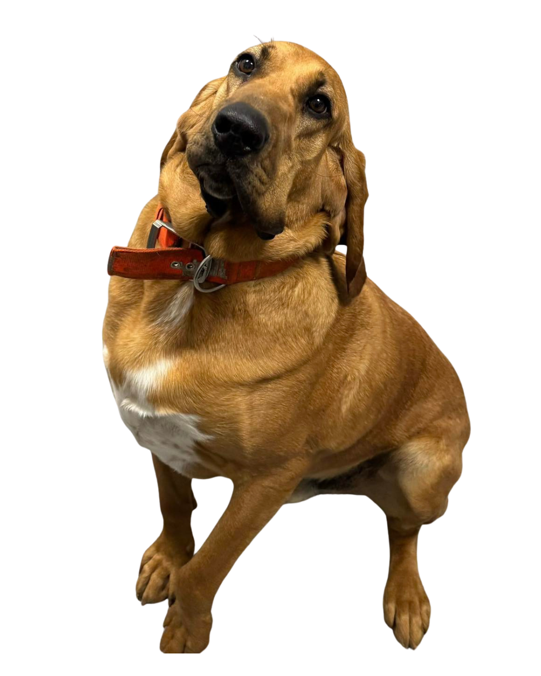 Brown and white dog looking at the camera | Sevier County Animal Shelter