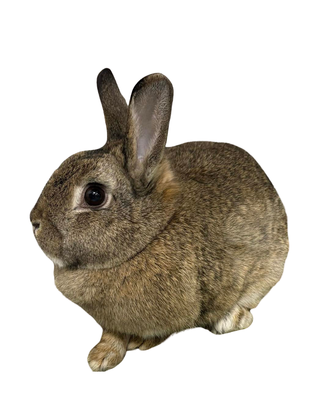 Brown bunny from Sevier County Animal Shelter