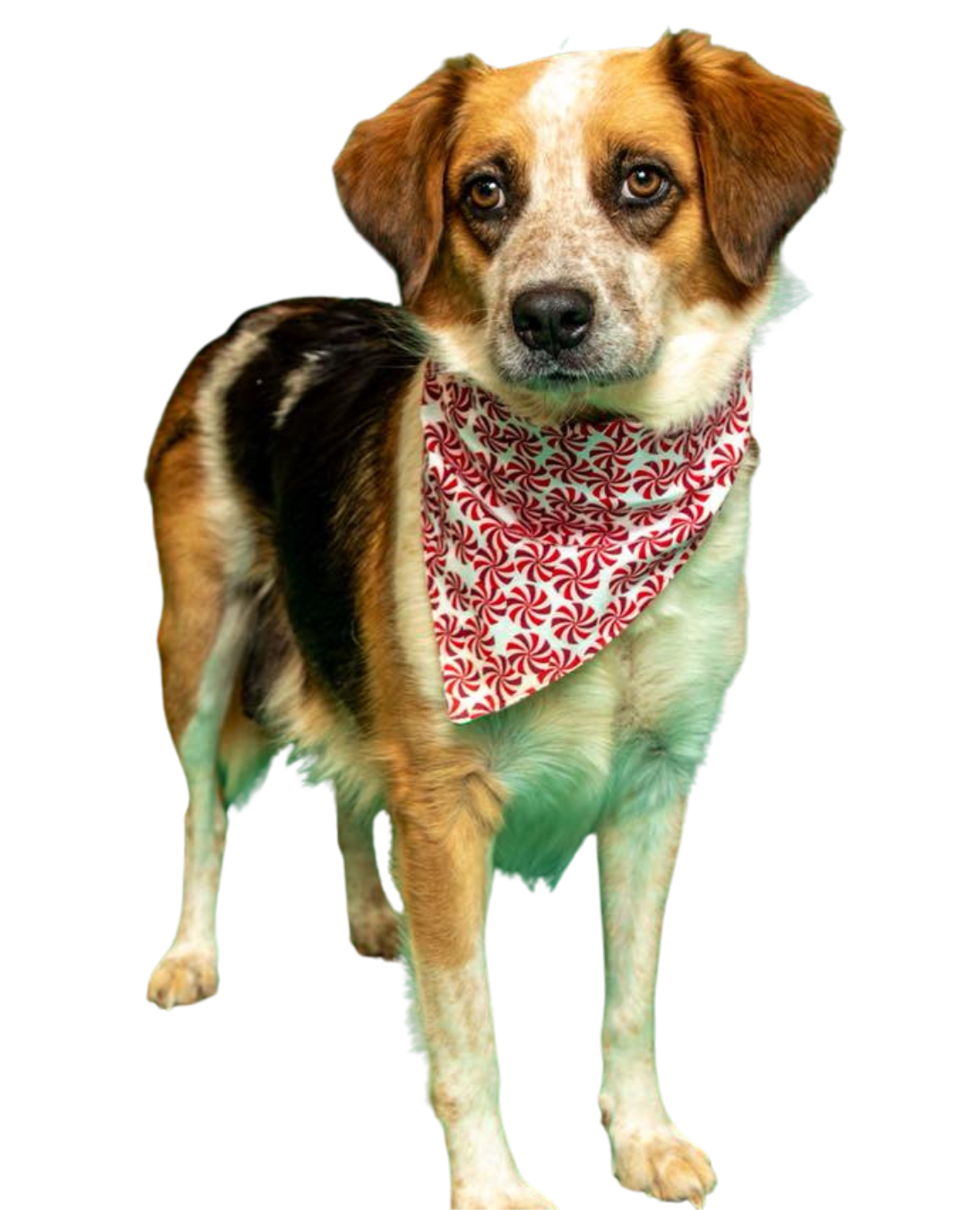 Brown, black, and white dog with a red scarf on looking at the camera. Adopt a dog in Sevier County, TN at Sevier County Animal Shelter.