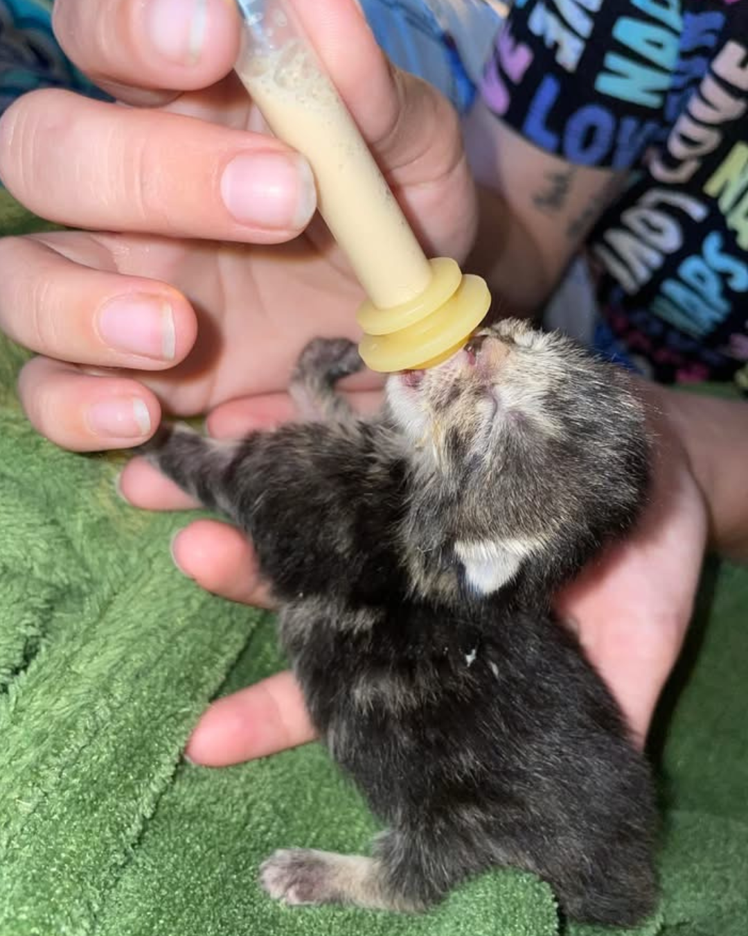 Someone is bottle feeding an weeks old kitten. Foster pets in Sevier County, TN