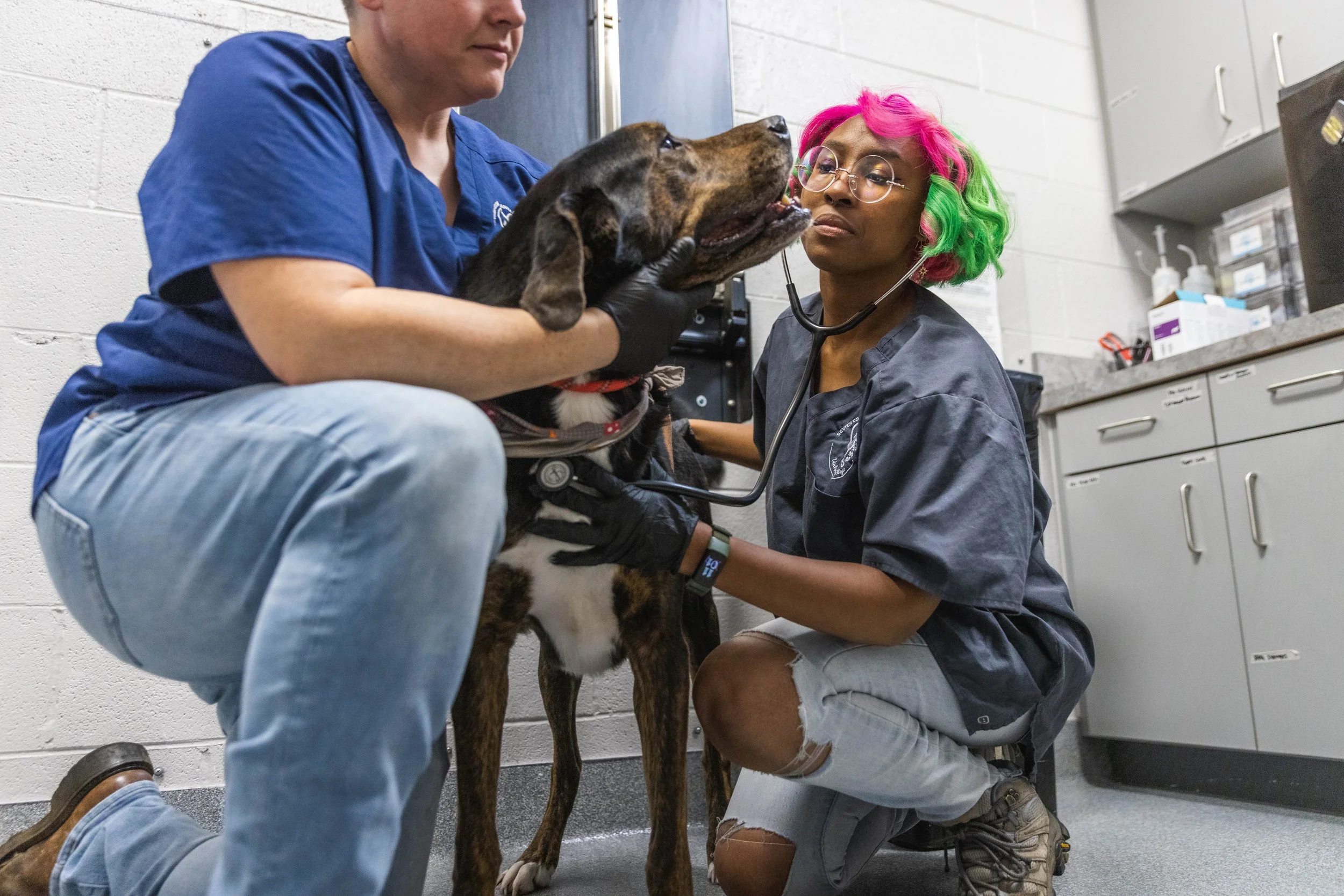 Two people checking on a dog | About Sevier County Animal Shelter