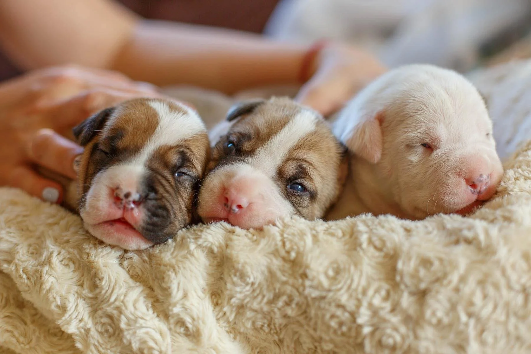 Days old puppies that are brown, white and tan on a white blanket at Sevier County Animal Shelter in Sevier County, TN.
