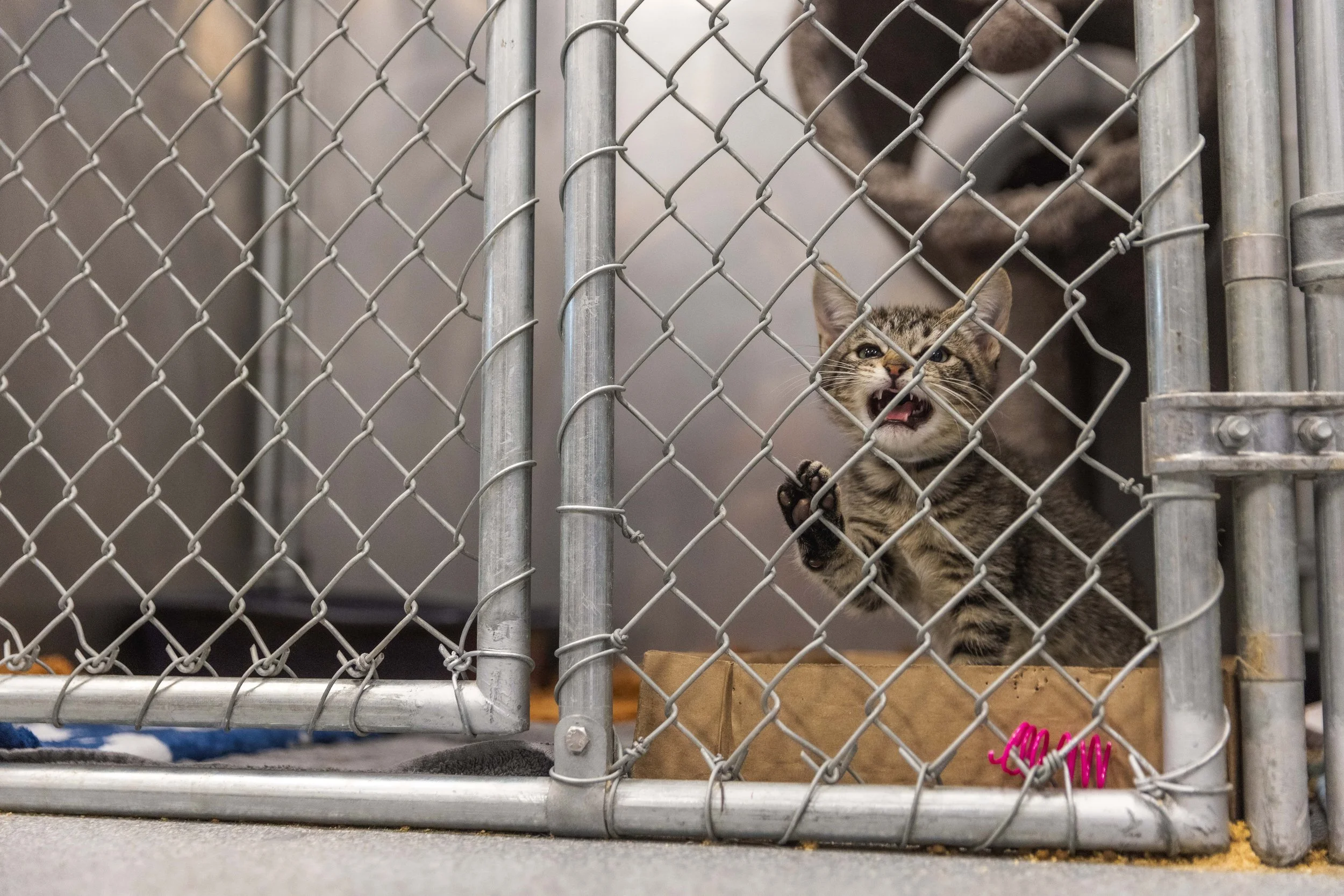 A kitten has its paw on the cage and is meowing at the camera | Sevier County Animal Shelter