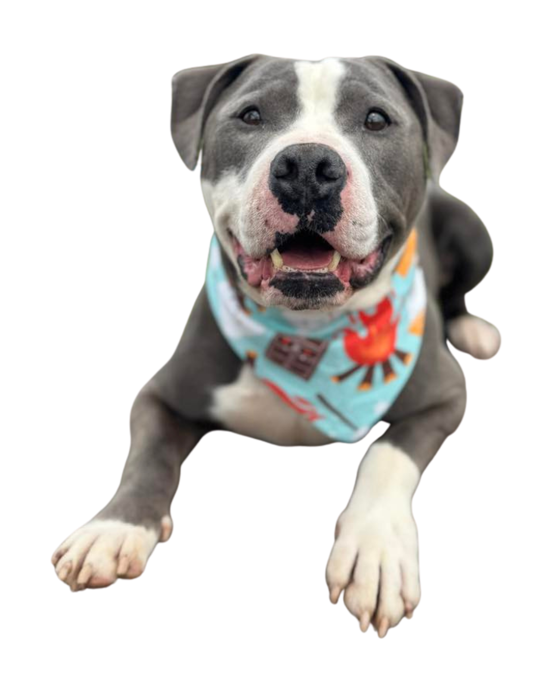 Gray and white dog smiling at the camera wearing a bandana. Adopt a dog in Sevier County, TN at Sevier County Animal Shelter.
