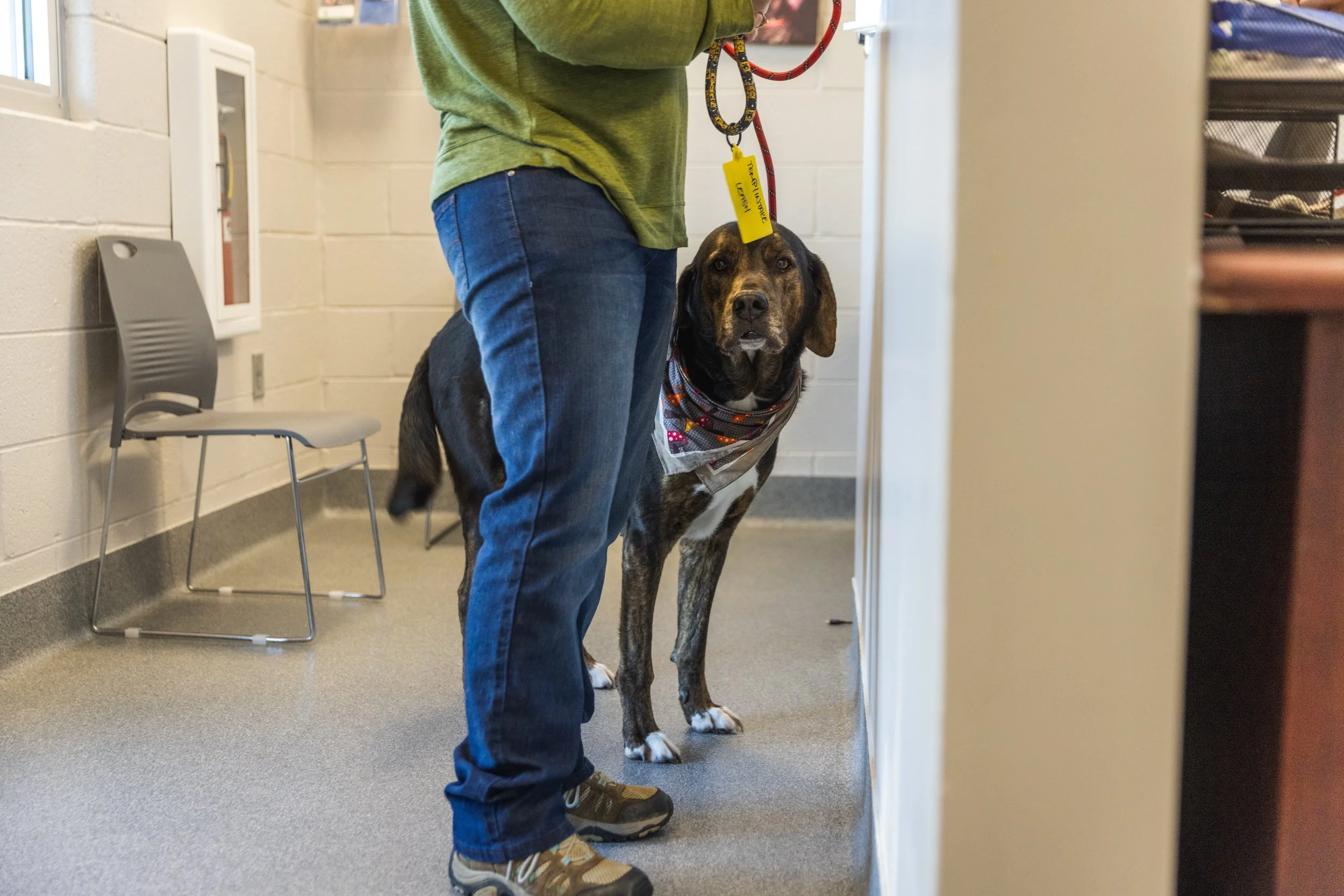 Person in jeans and green top, bringing in a brown and black dog into the shelter | Sevier County Animal Shelter