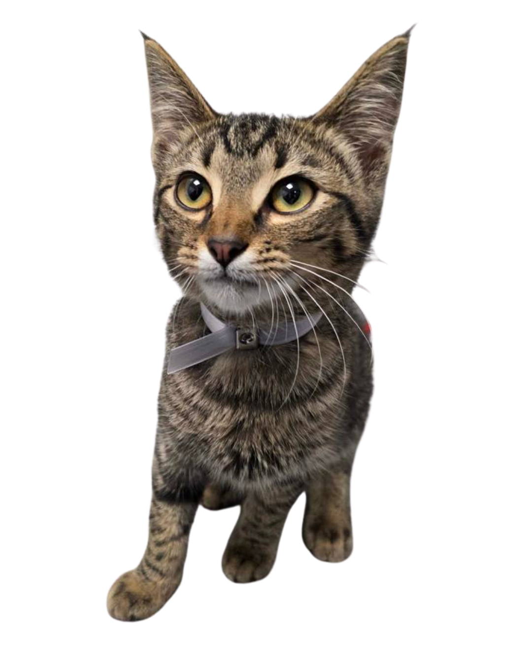 Cat with a collar on looking up | Sevier County Animal Shelter