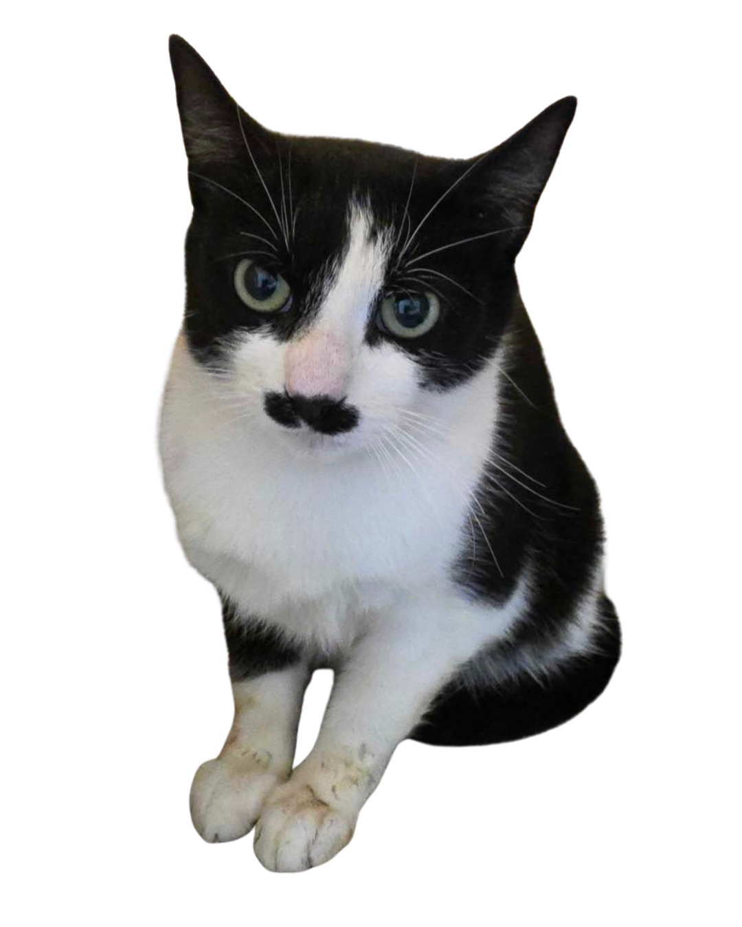 A black and white cat with a little black mustache is looking at the camera | Sevier County Animal Shelter