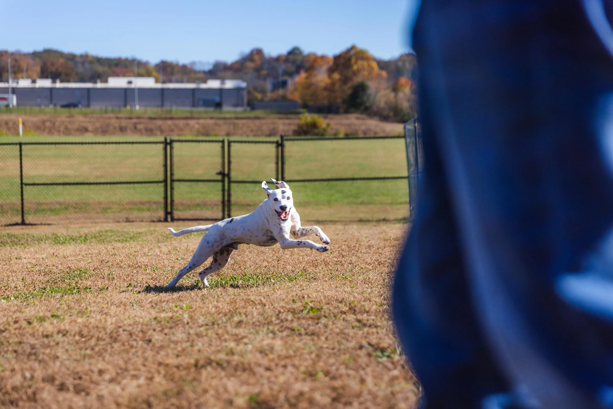 A small white dog with black spots running around a gated yard. | Volunteer at Sevier County Animal Shelter