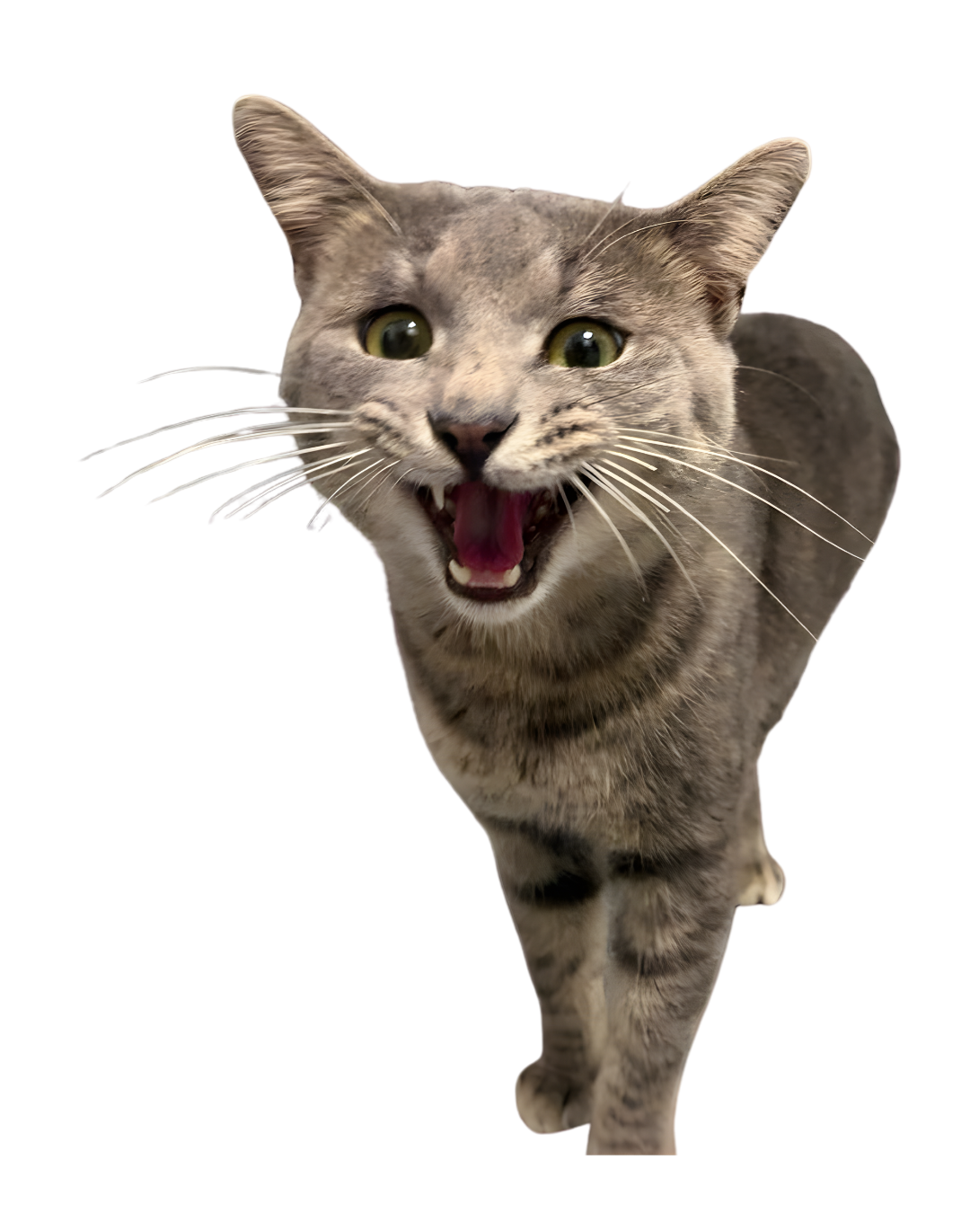 A gray cat meowing at the camera | Sevier County Animal Shelter