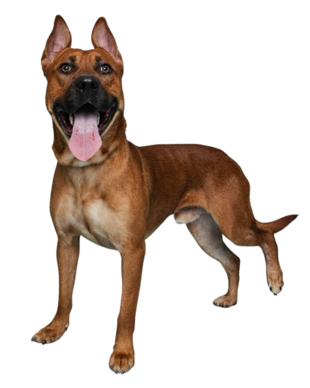 Brown dog with his tongue out looking at the camera | Sevier County Animal Shelter