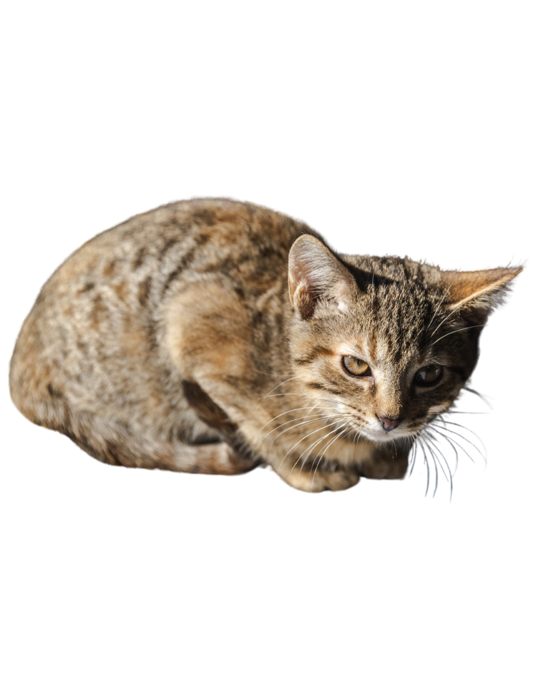 Brown and black cat loafing. Adopt a cat in Sevier County, TN.