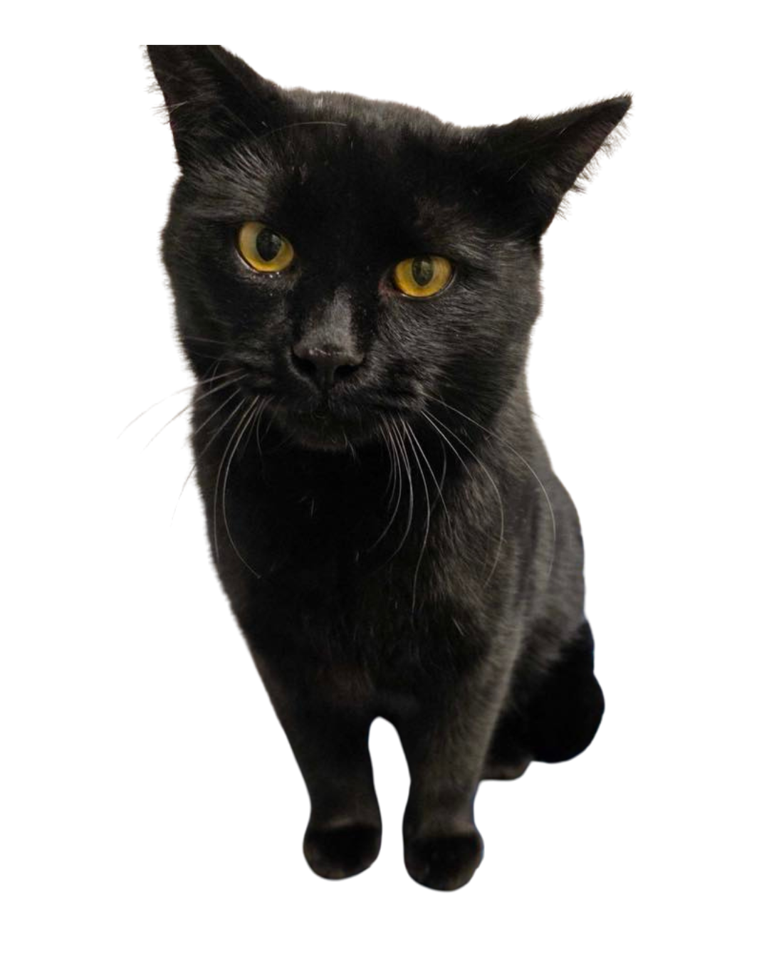 Black cat with yellow eyes from Sevier County Animal Shelter