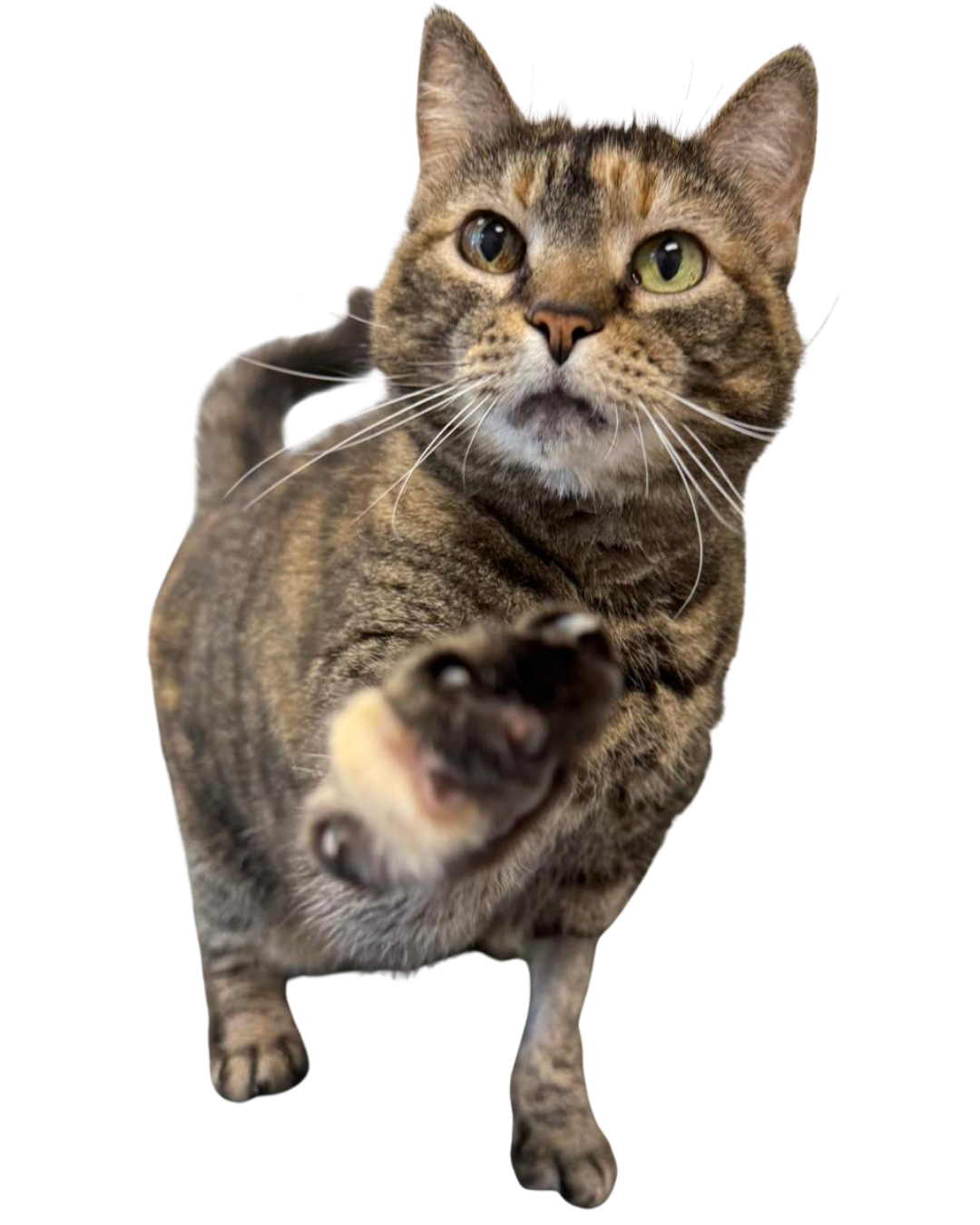 McKailee Cepeda, Kennel Tech at Sevier County Animal Shelter