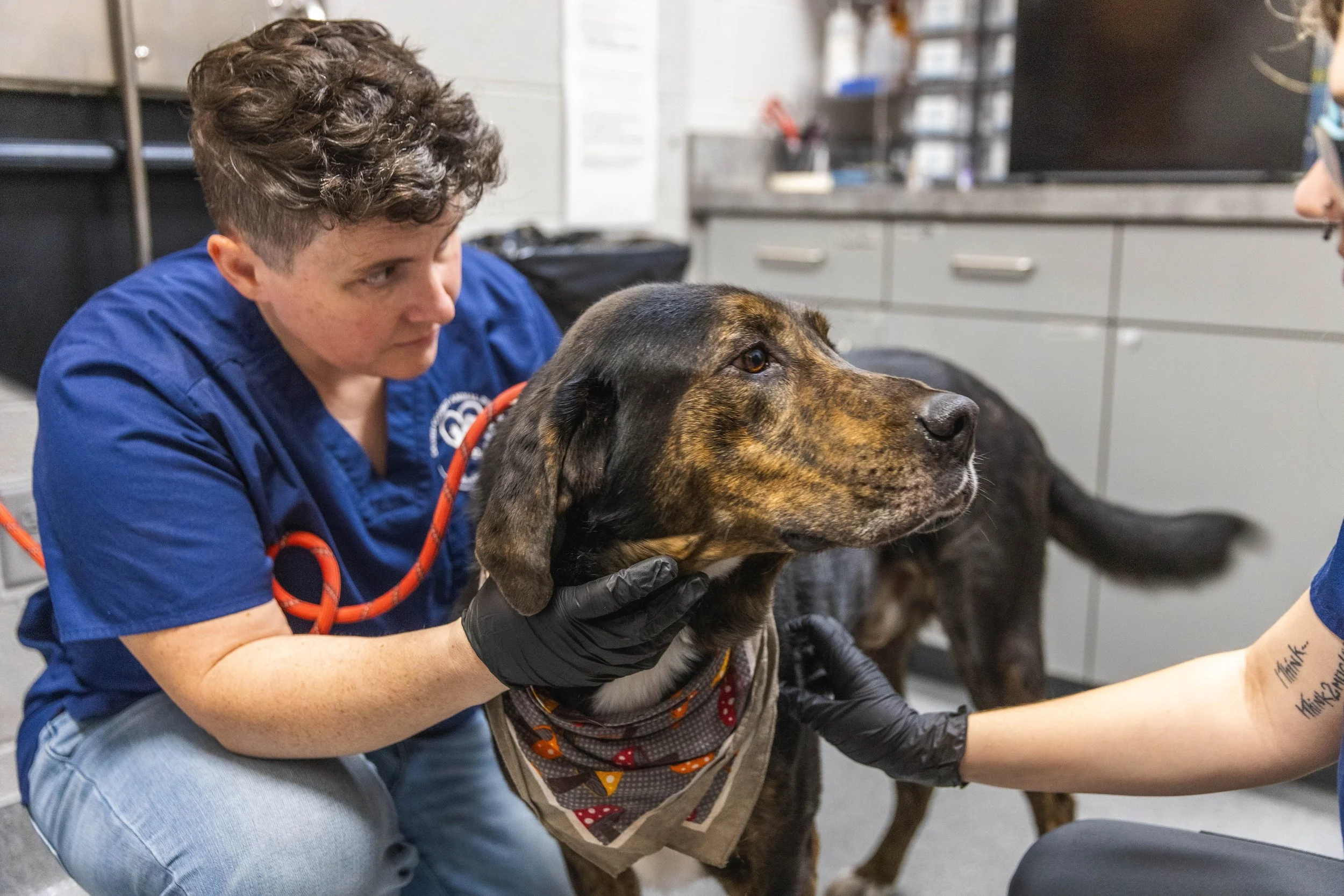 A Sevier County Animal Shelter staff member checking on a brown and black dog for a pet microchip in Sevierville, TN.