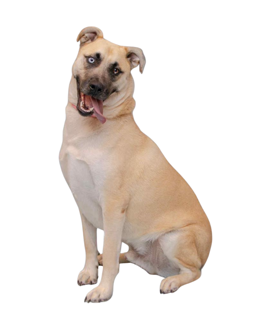 Tan dog with blue and brown eyes looking at the camera | Sevier County Animal Shelter