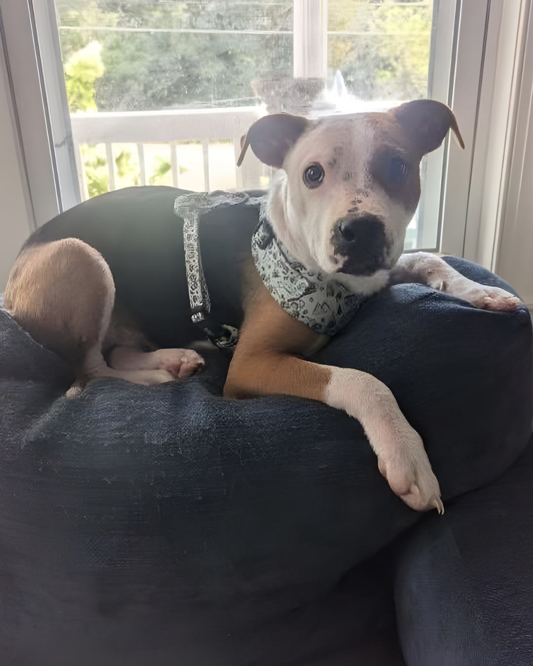 A brown, white, and black dog is laying on a couch.