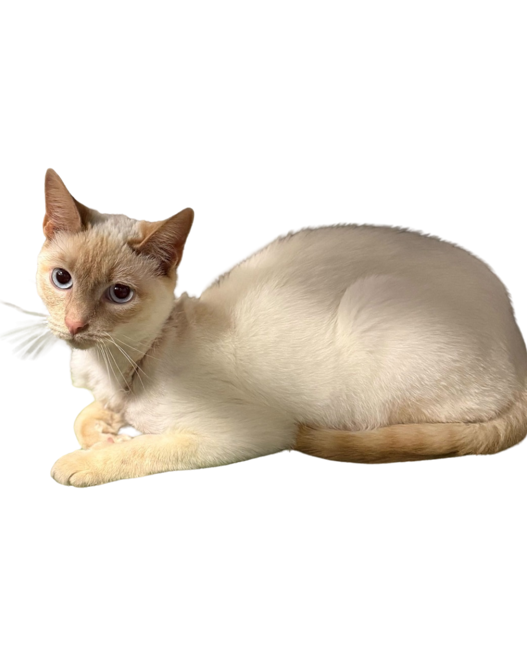 White and tan cat laying down | Foster a pet in Sevier County, TN at Sevier County Animal Shelter