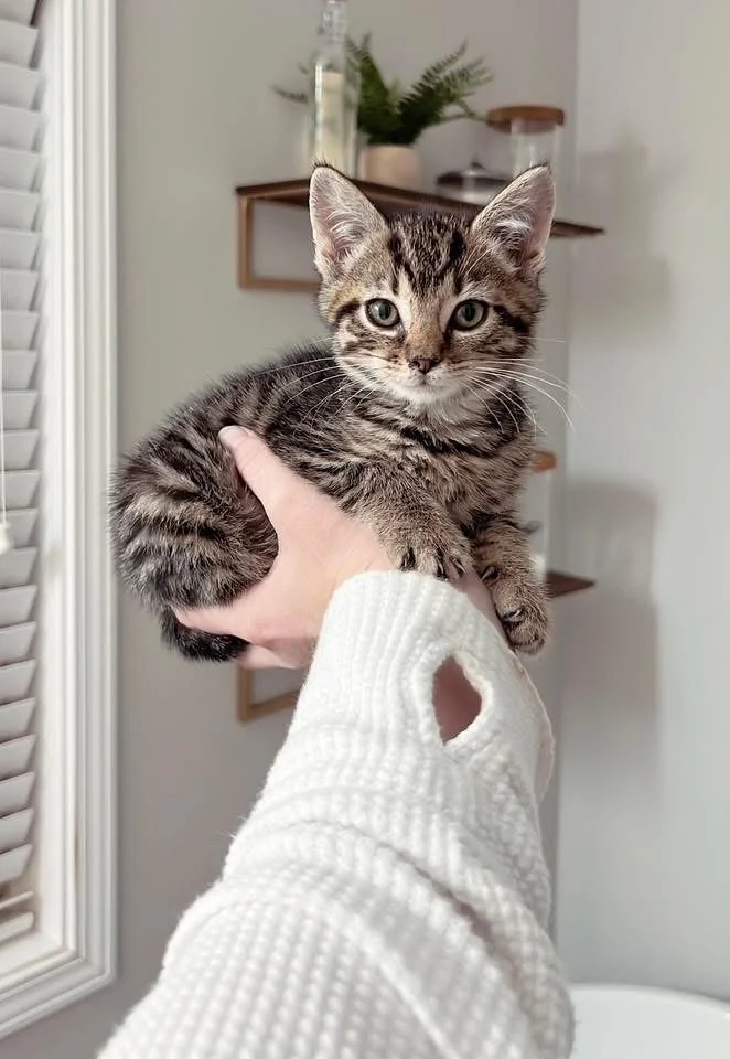 Someone is holding a kitten in one hand. Lost and found pets in Sevier County, TN.