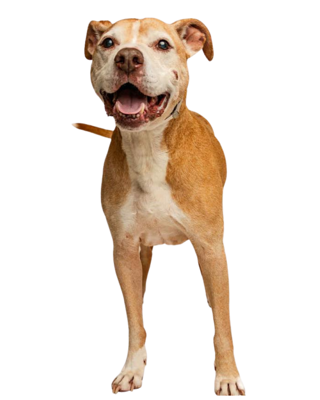 Brown and white dog looking at the camera | Contact Sevier County Animal Shelter Today