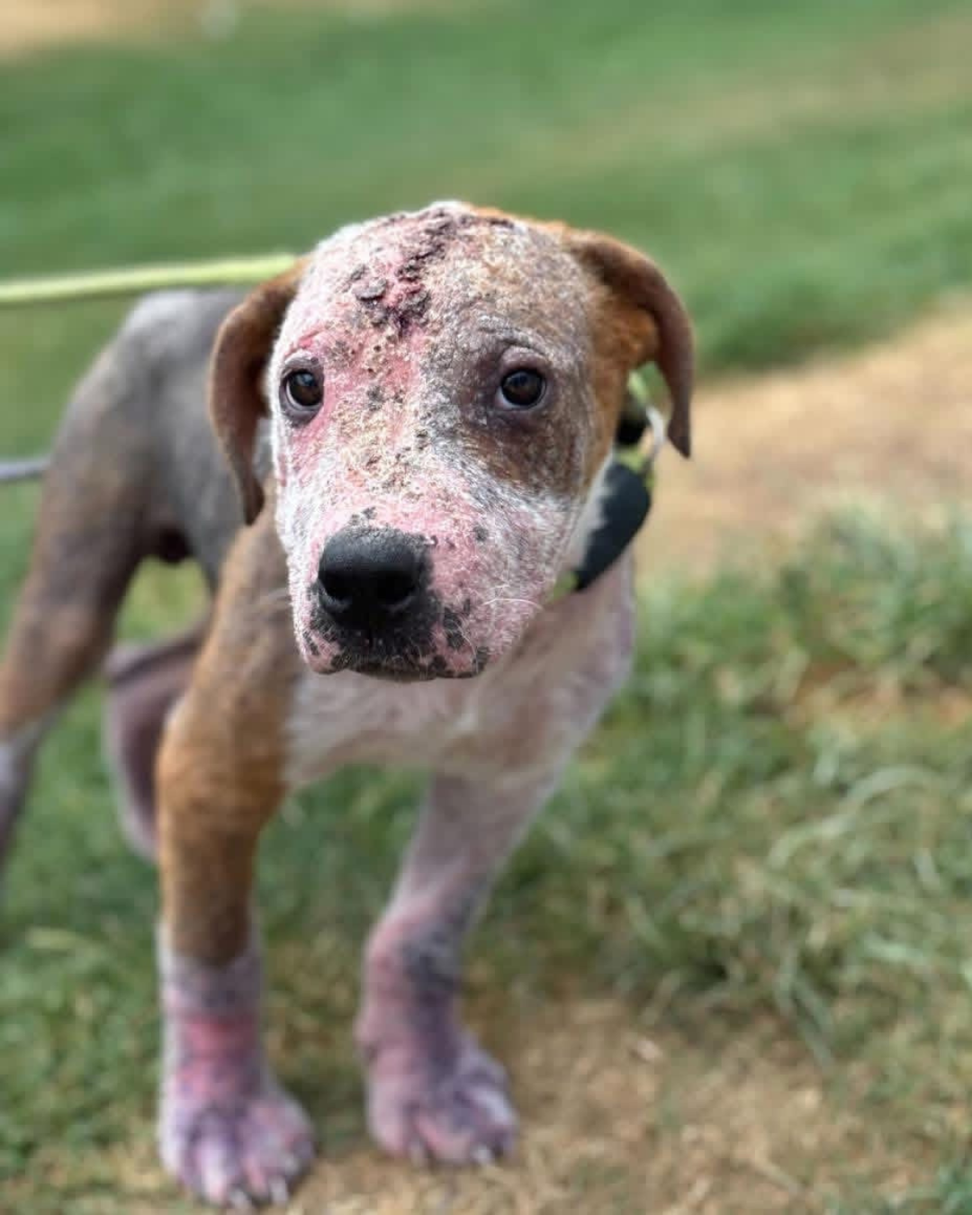 Small dog/puppy with a skin irritation or potential burn on its head | Adopt a dog in Sevier County, TN at Sevier County Animal Shelter.