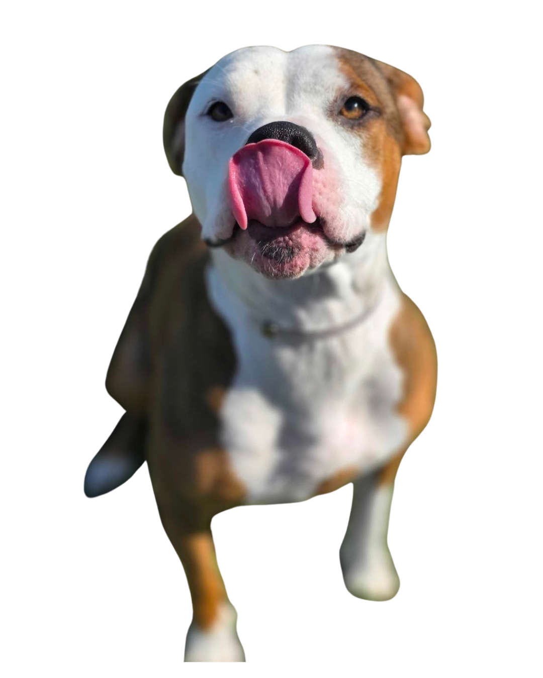 Krystal Grace, Kennel Technician at Sevier County Animal Shelter