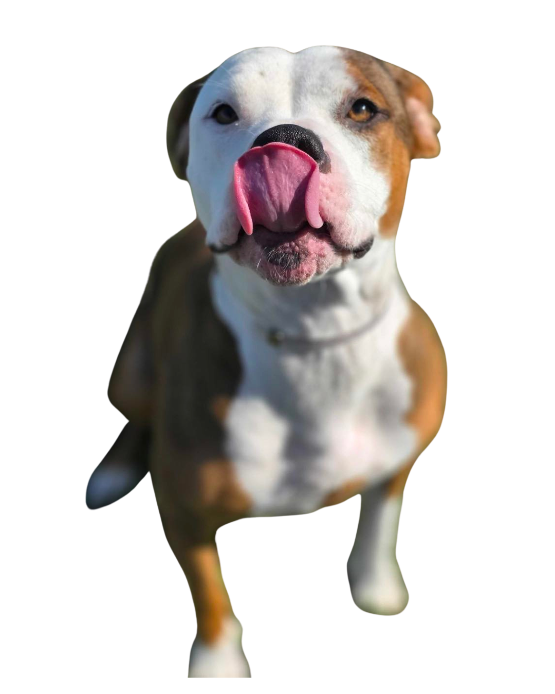 White and brown dog with their tongue out. Adopt a dog in Sevier County, TN.