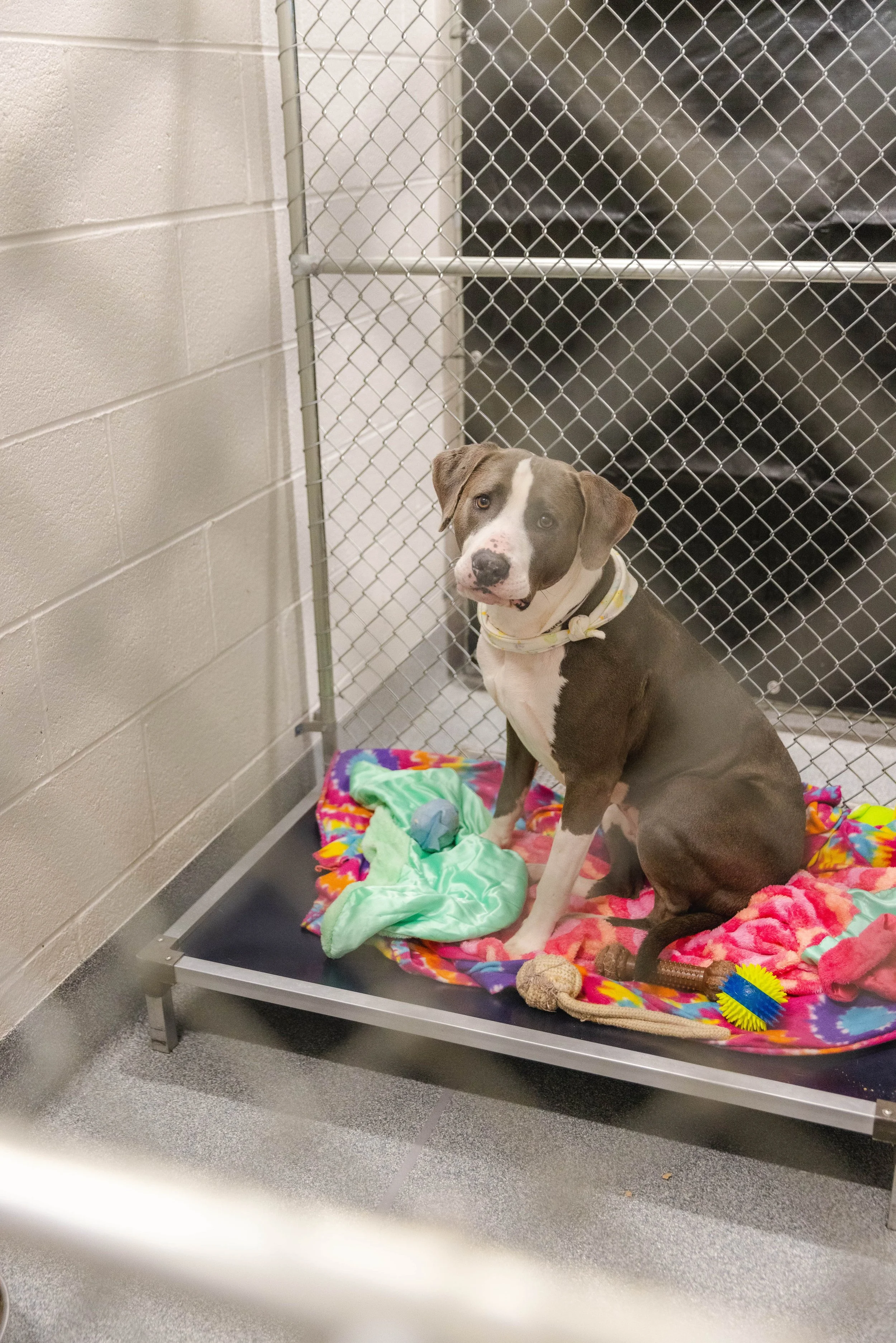 White and brown dog looking at the camera in its kennel | Sevier County Animal Shelter