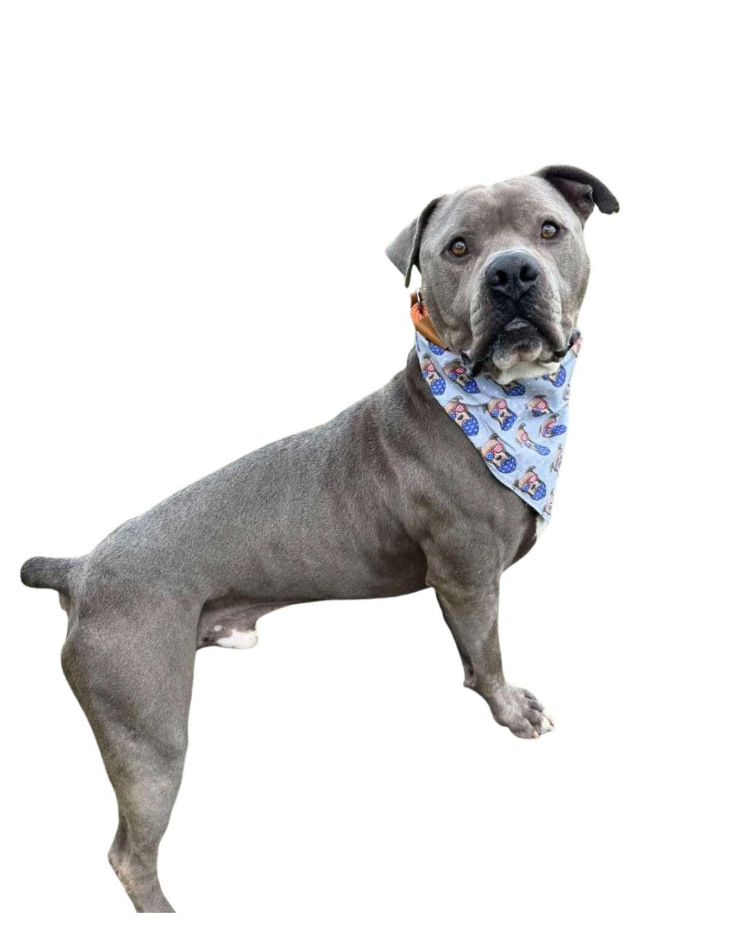 Gray dog with a cute scarf posing for a picture | Volunteer at Sevier County Animal Shelter