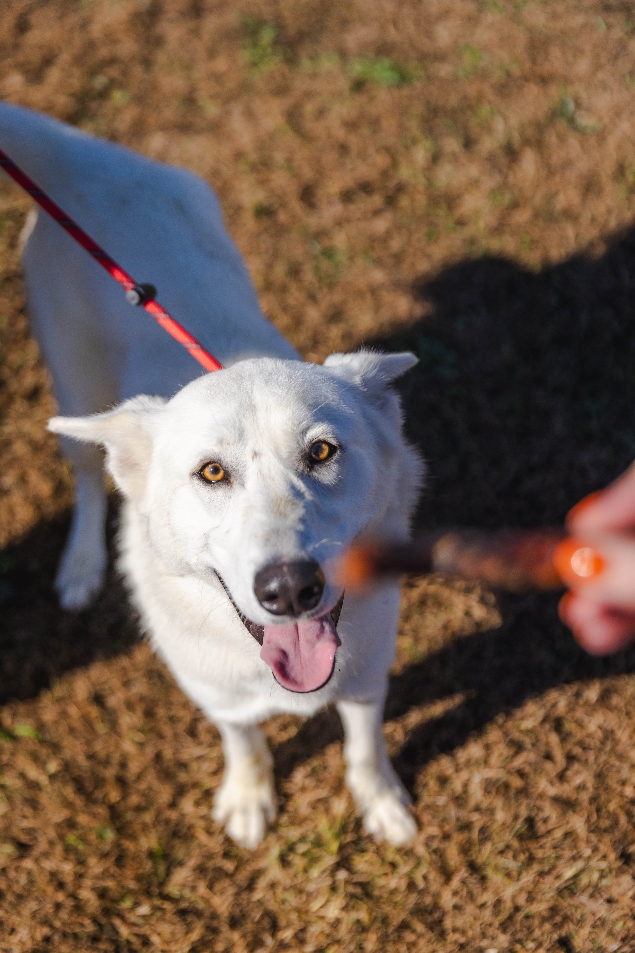 White dog looking up at the camera with someone holding a treat out. Adopt a dog in Sevier County, TN at Sevier County Animal Shelter.