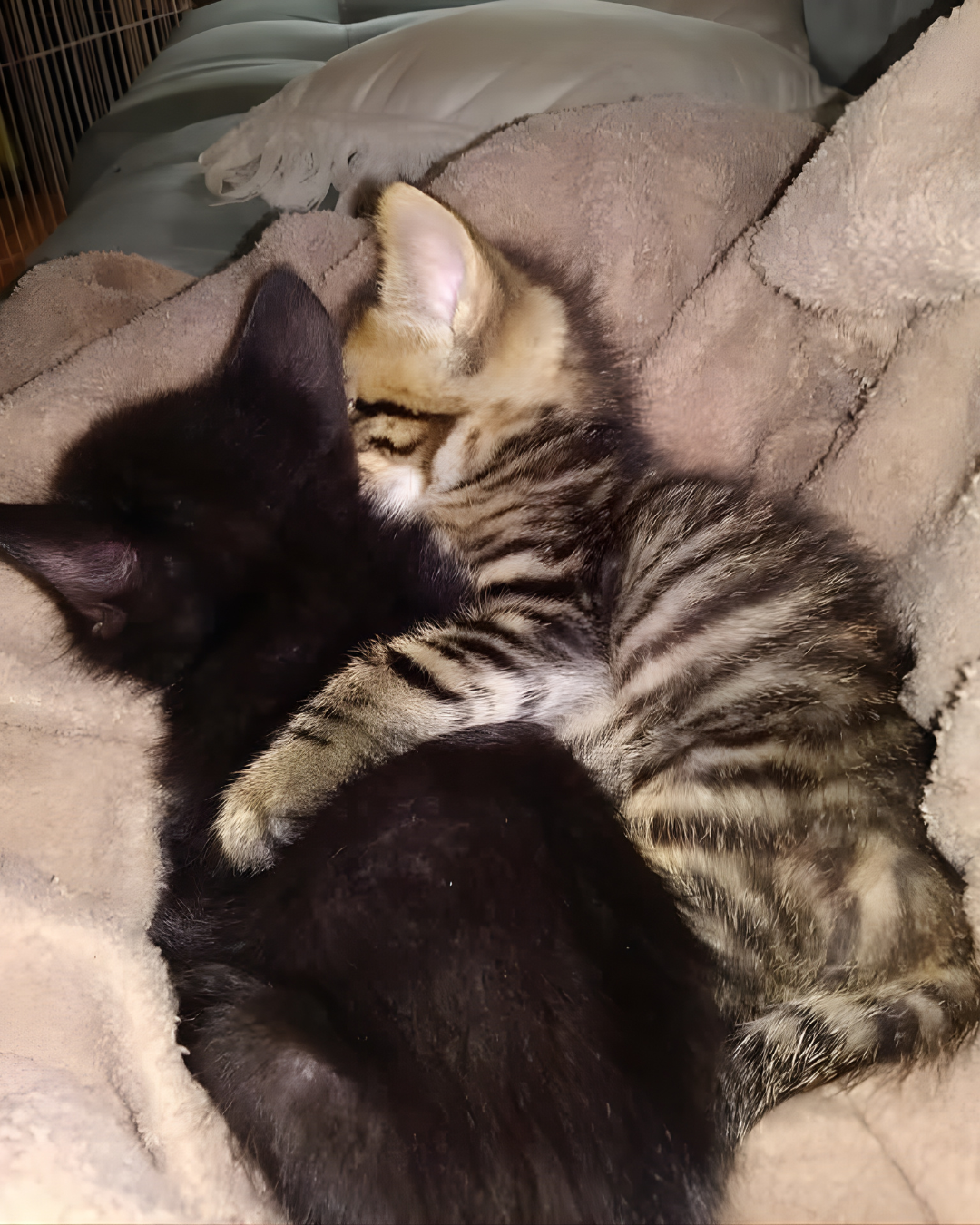 Image of two cats one black and one with black and brown stripes sleeping next to each other. Lost and found pets in Sevier County, TN.