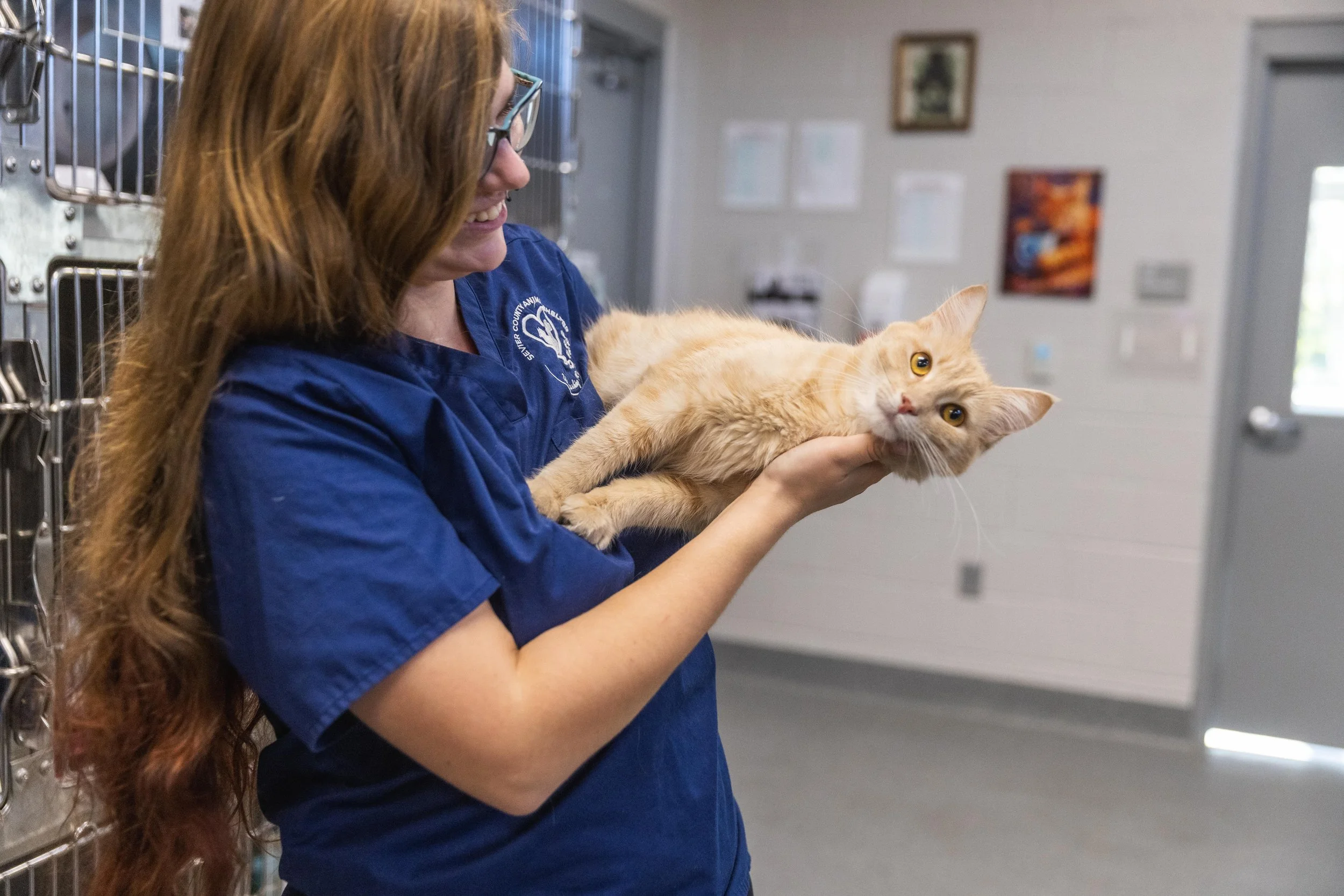 Orange cat being held by a Sevier County Animal Shelter worker.