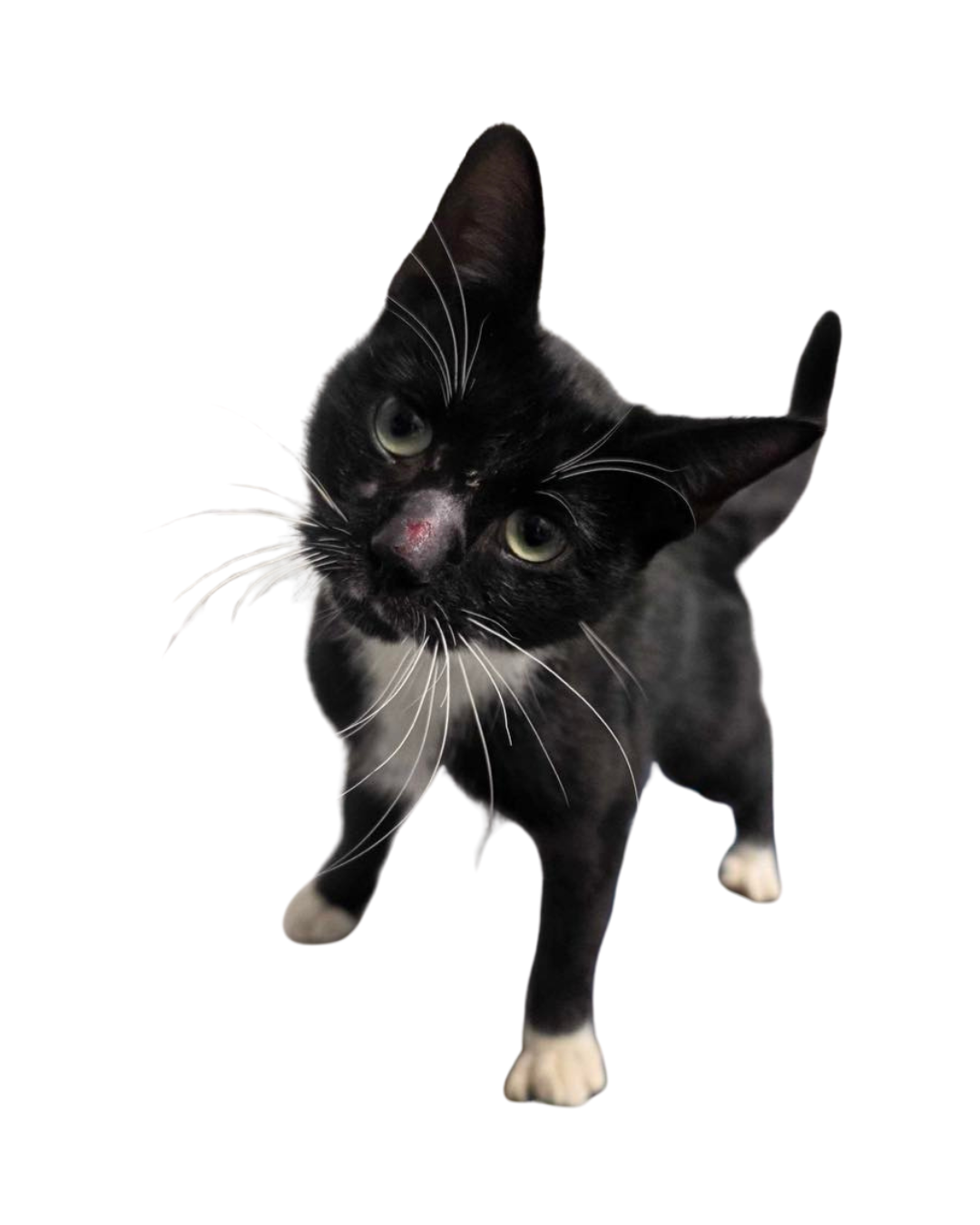 A Black and white cat with a scrap on its nose looking at the camera. Adopt a cat in Sevier County, TN today!