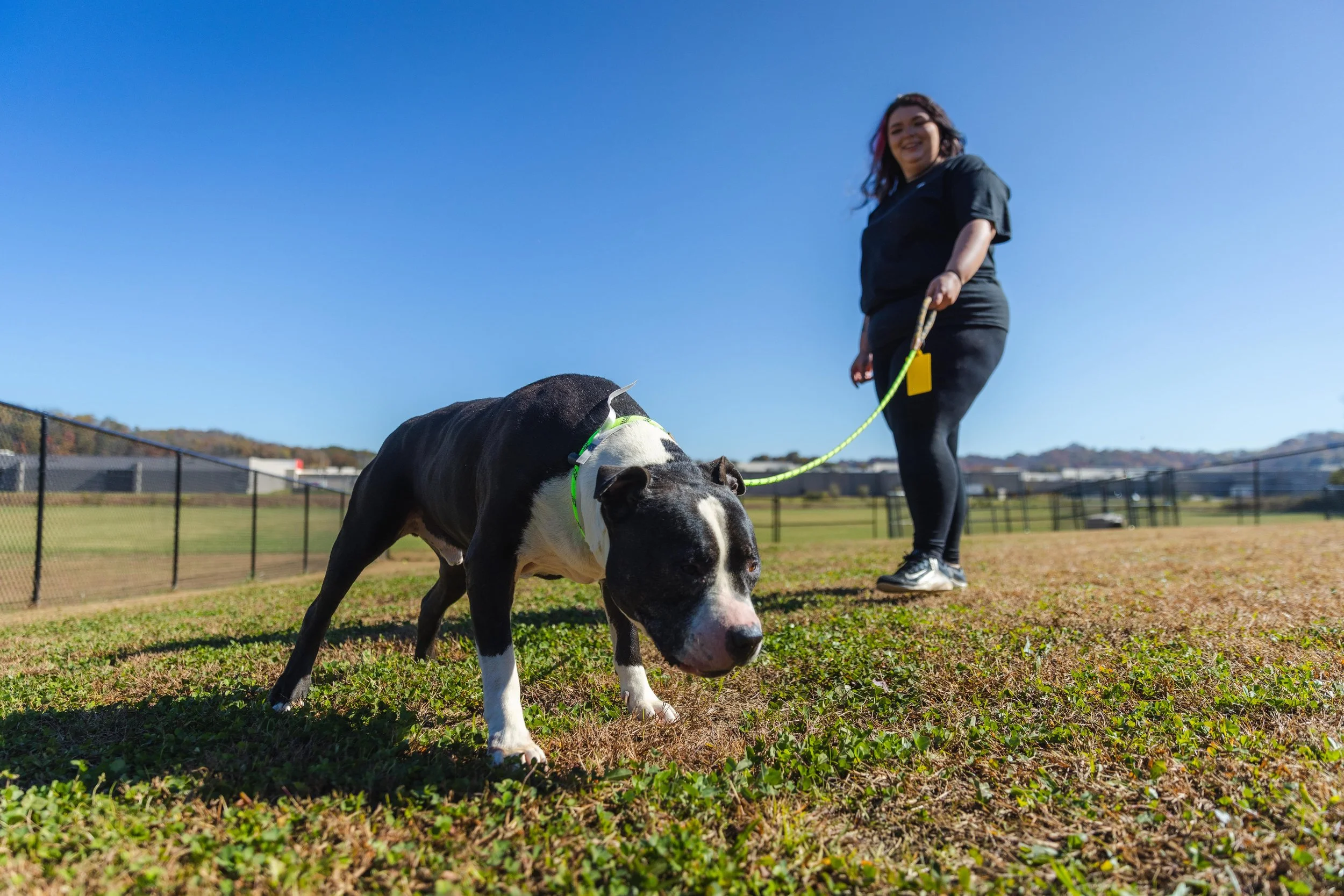 A volunteer is taking a black and white dog out to the yard to play. Volunteer at Sevier County Animal Shelter.