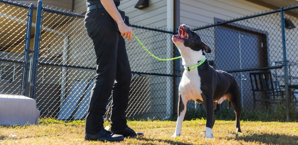 Person standing in a yard, holding a green leash attached to a black and white dog. The dog is standing on grass with its mouth open. There is a chain-link fence, a house, and outdoor furniture in the background.
