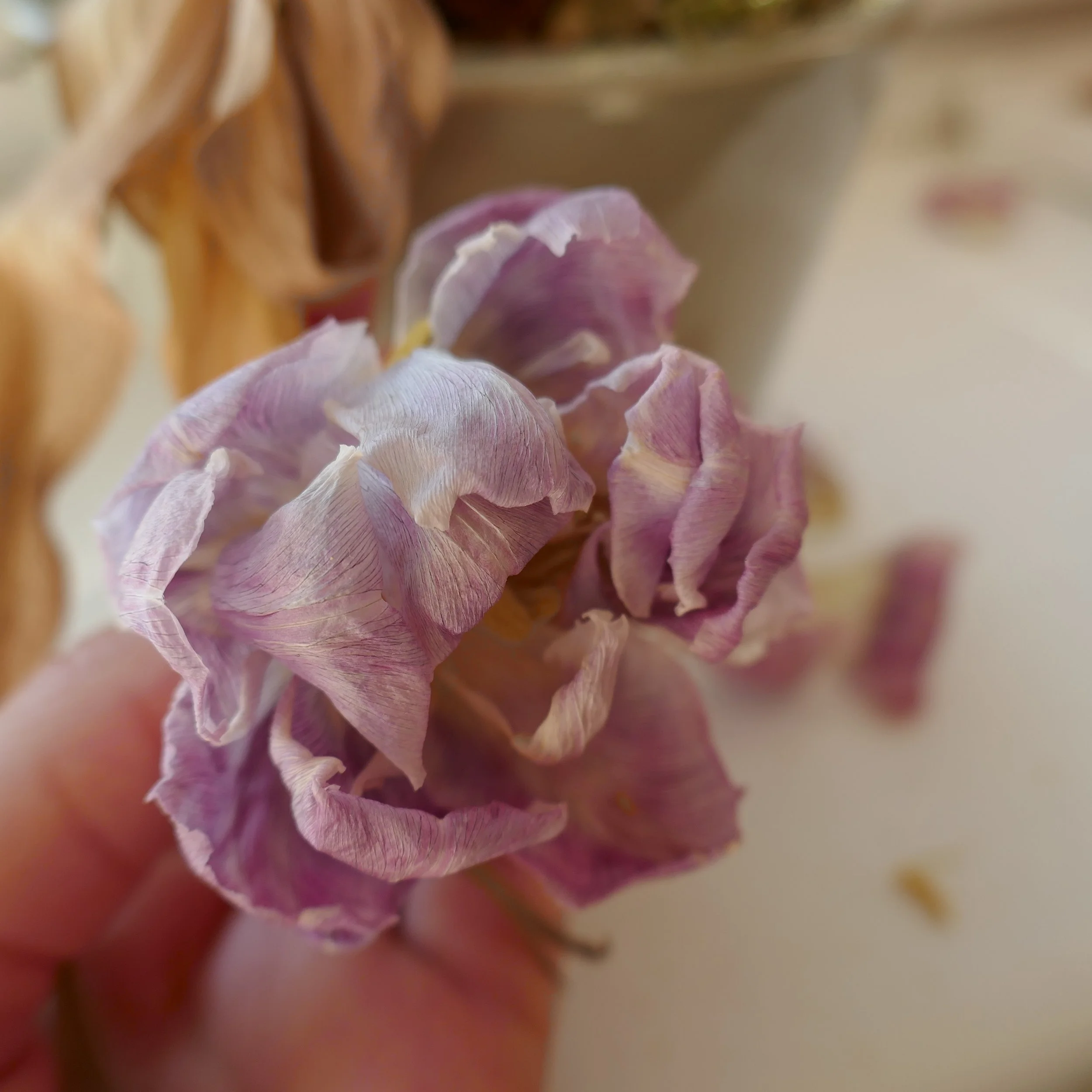 Nahaufnahme eines blühenden Blumenstrauchs mit rosa Blüten.