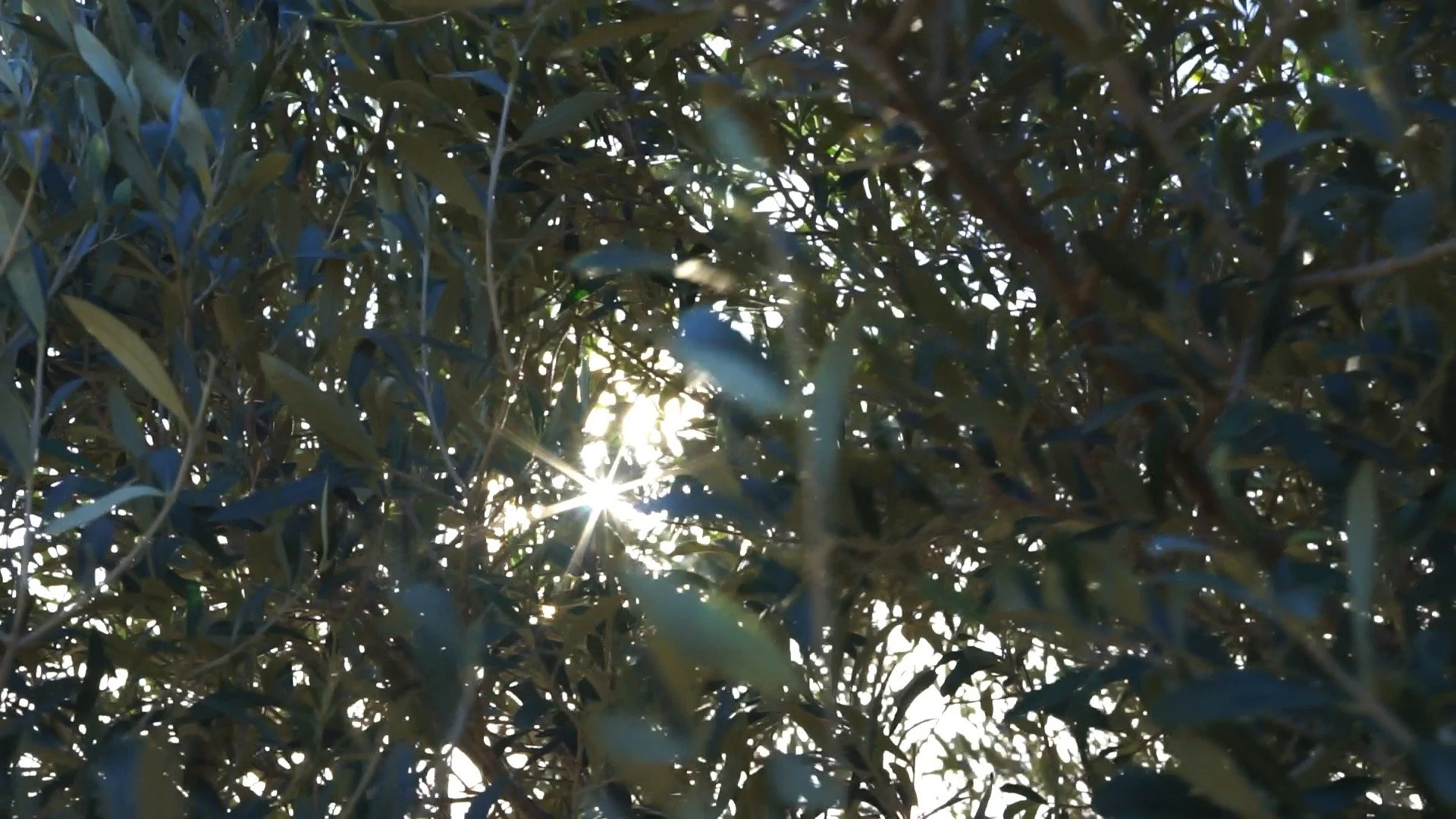 Sunlight shining through a garden in Cadaqués.