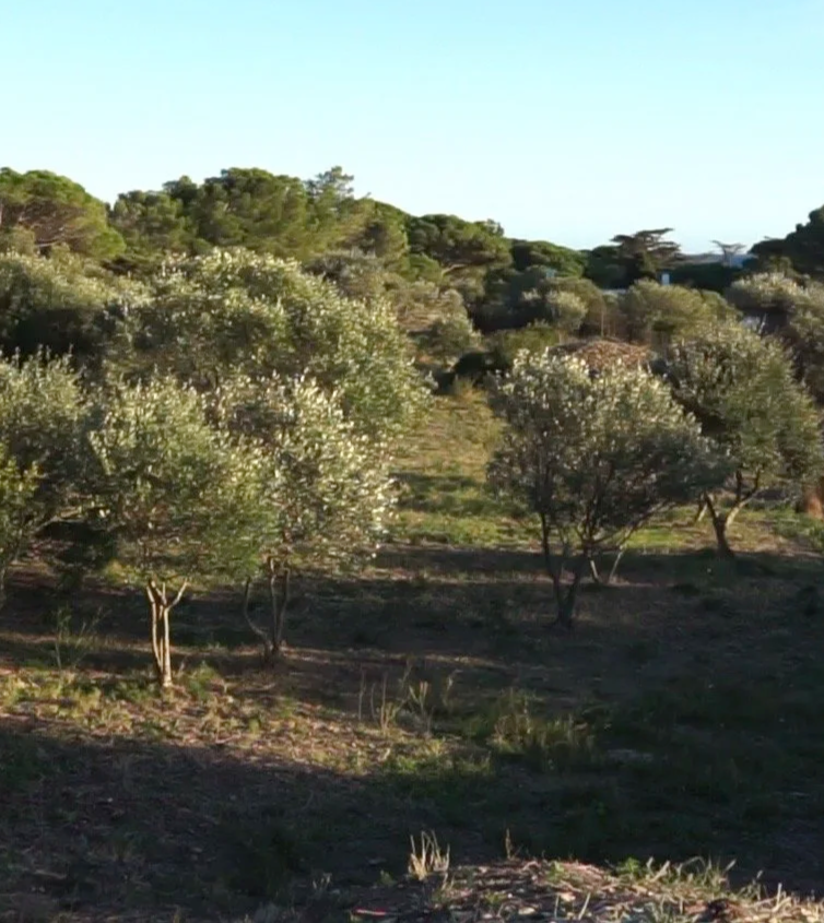 Land restoration work in Cap de Creus using native Mediterranean vegetation.