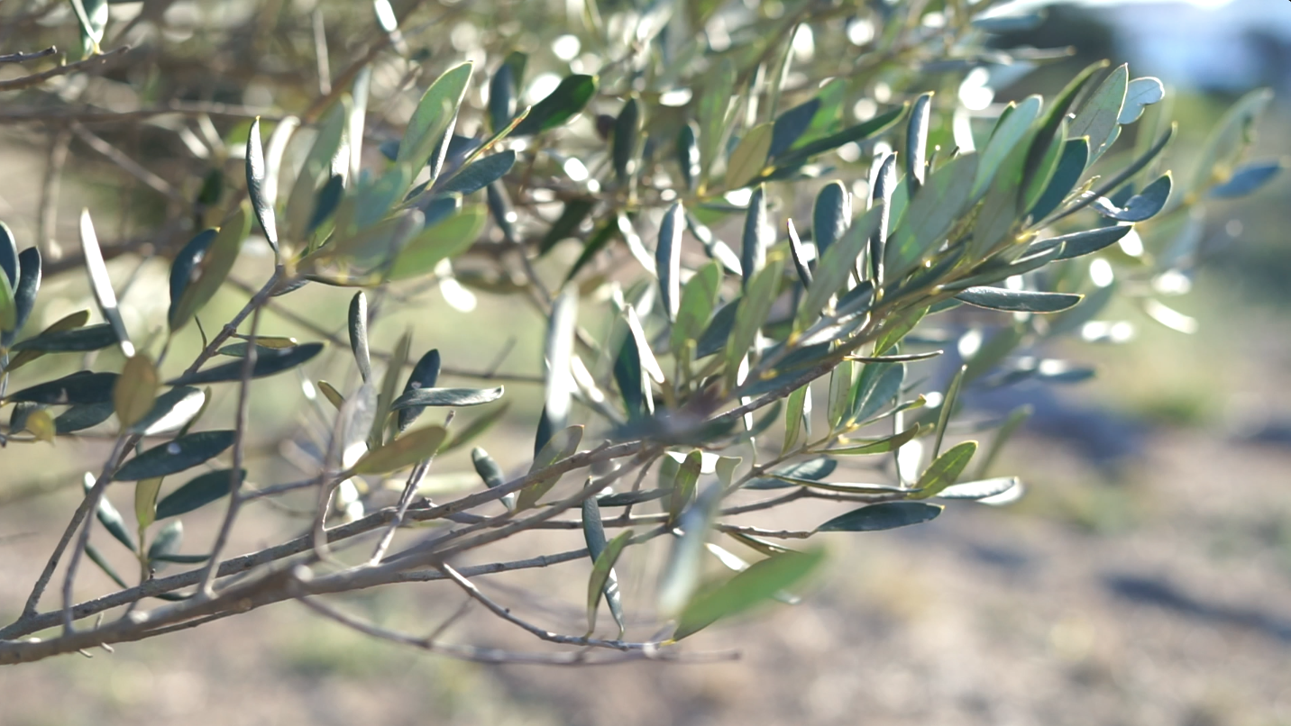 Paisatges Cadaques about us mobile image.png