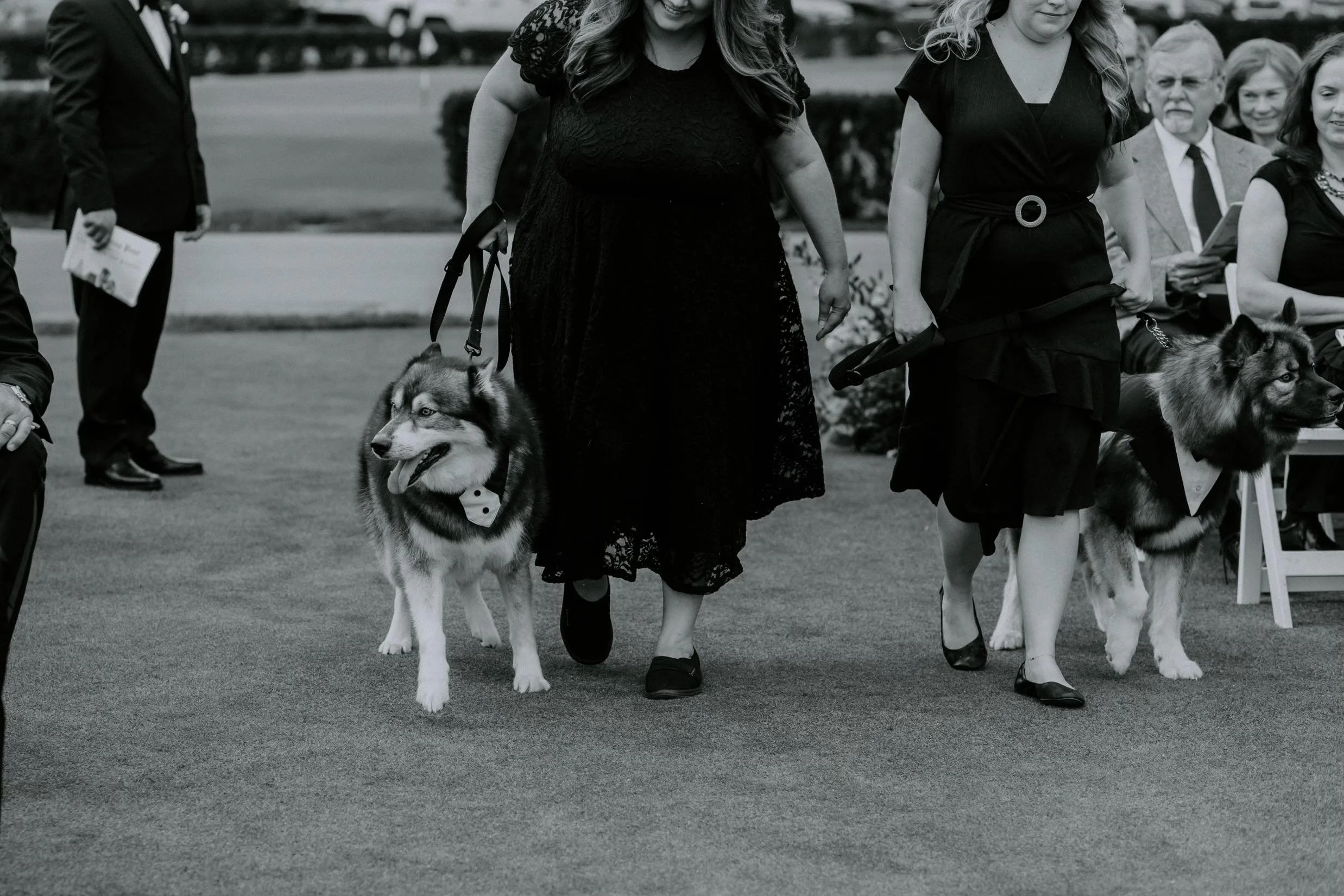 Professional dog wedding handler walking dogs down the aisle in ceremony at Wisconsin wedding.