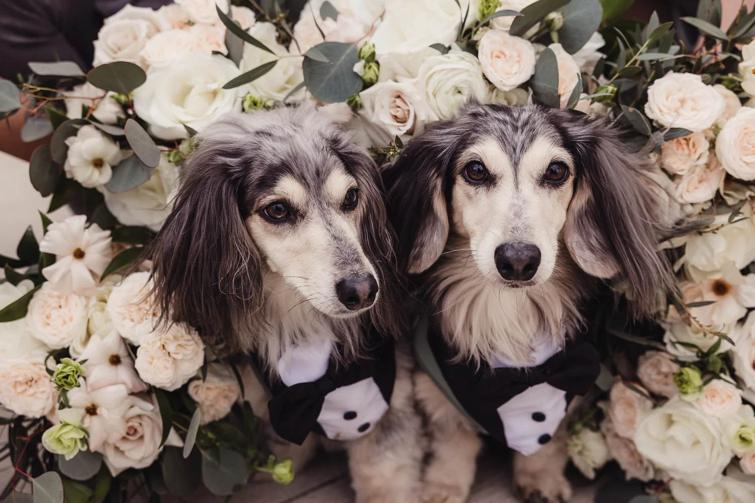 Wedding-day pet care with Wags Of Love