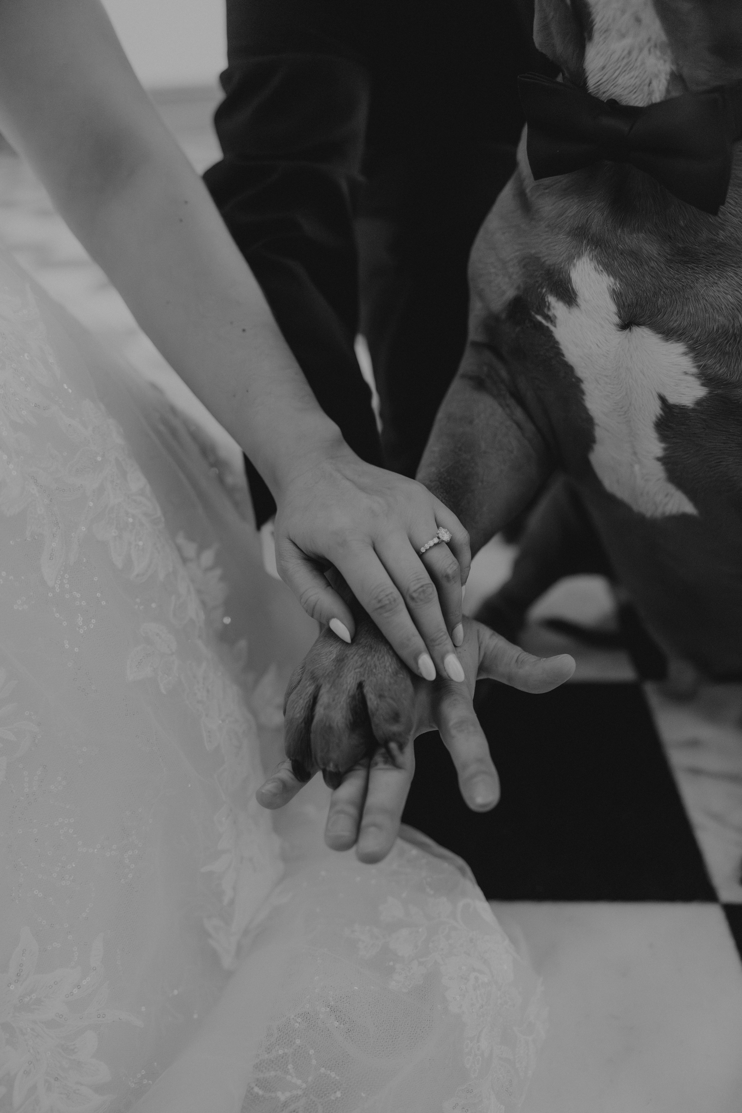 Couple holding hands with their dog’s paw during Chicago wedding for photography moment. 