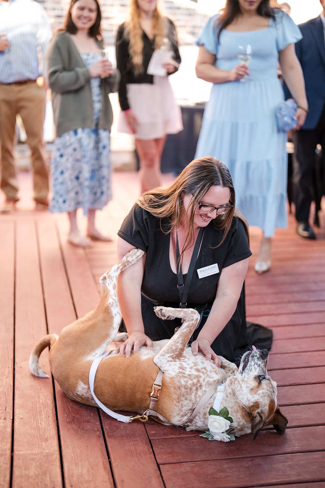 Wags of Love giving dog belly rub during cocktail hour at wedding in Chicago. 
